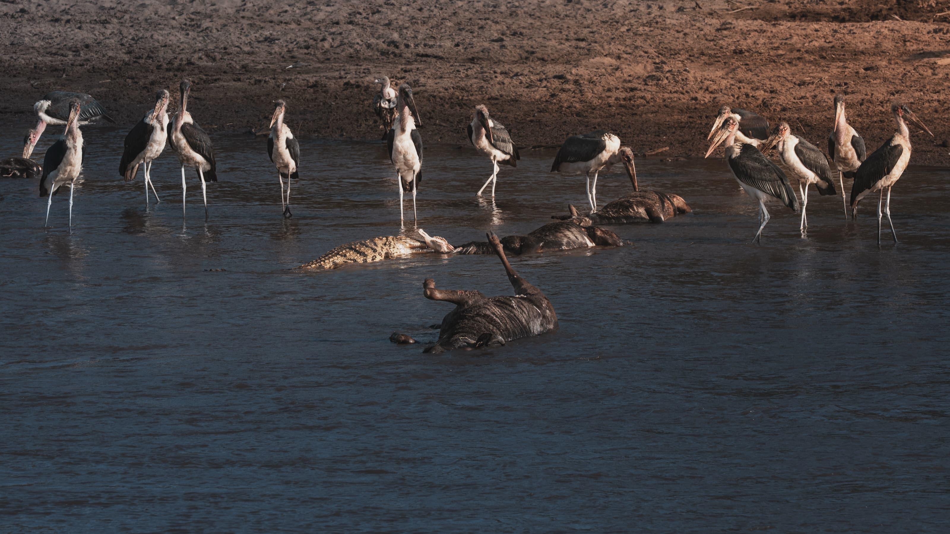 About a dozen marabou storks standing in muddy shallows around two large bloated carcasses, a crocodile beside one of them, under hard daylight.
