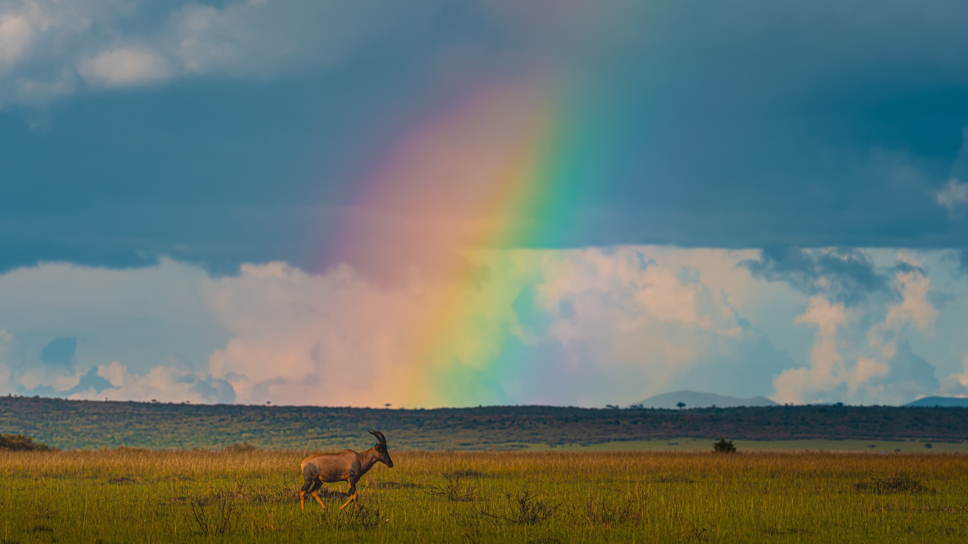 A single antelope walking across open green grassland, a broad soft rainbow descending from towering storm clouds behind it.