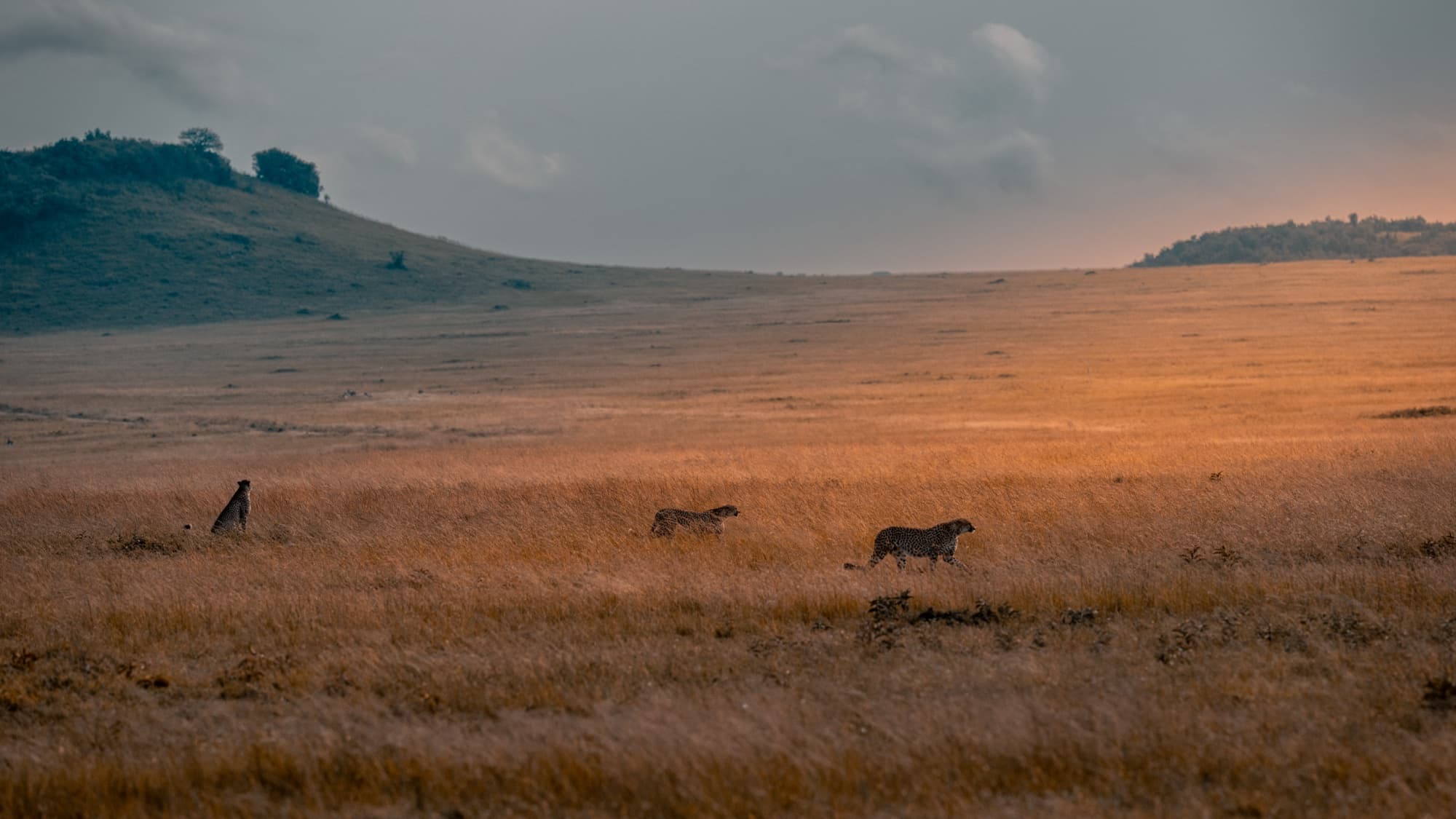 Three cheetahs crossing open golden grassland in a wide landscape at dawn — one seated, two walking in line — with a low hill behind.