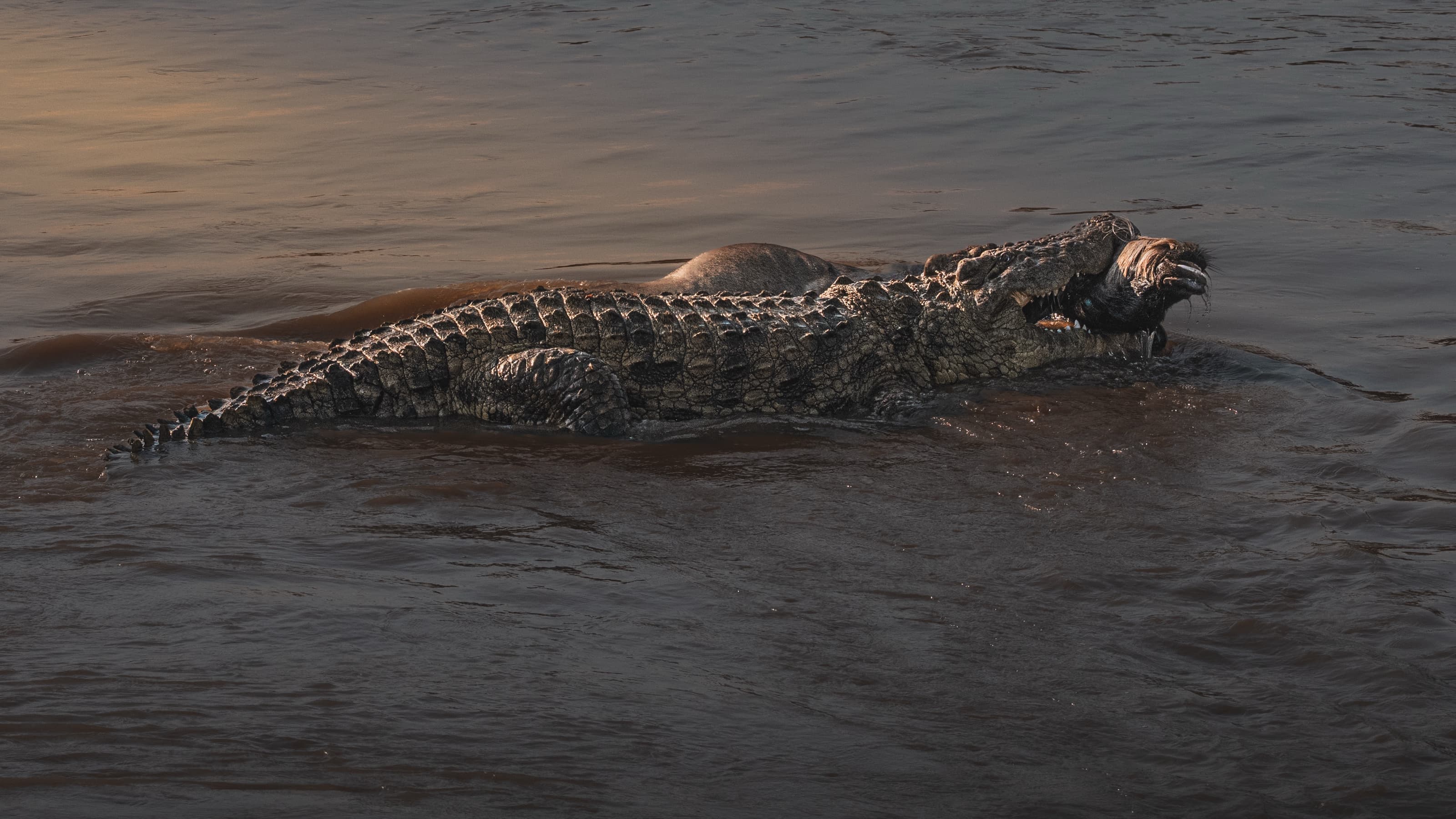 A large crocodile in a fast, sediment-brown river, its jaws clamped on a dead wildebeest, its back and tail arced above the churning water in warm low light.