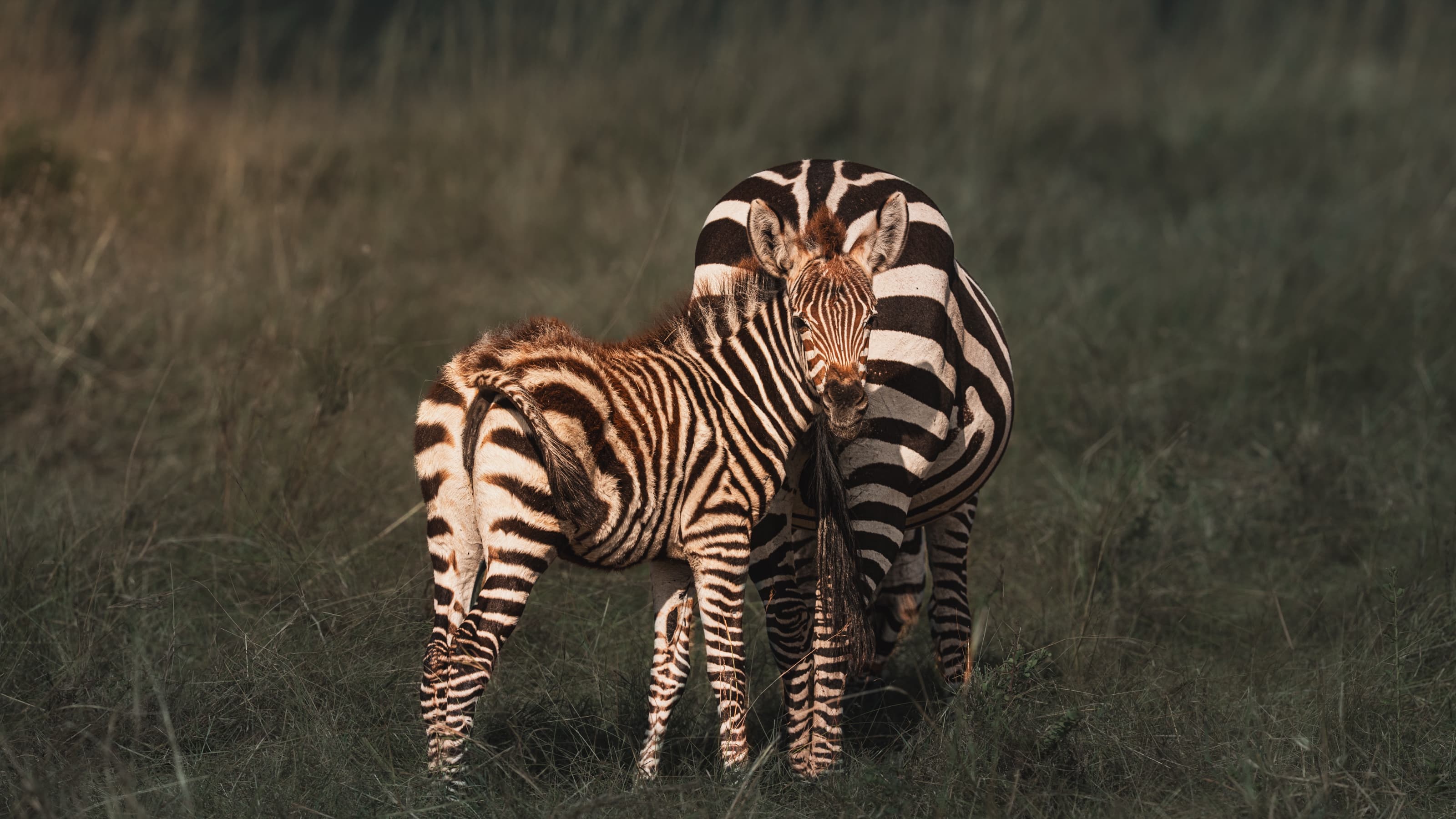 An adult plains zebra grazing with its head hidden, a young foal standing close against its flank and looking at the camera, their stripes overlapping into a dense pattern.