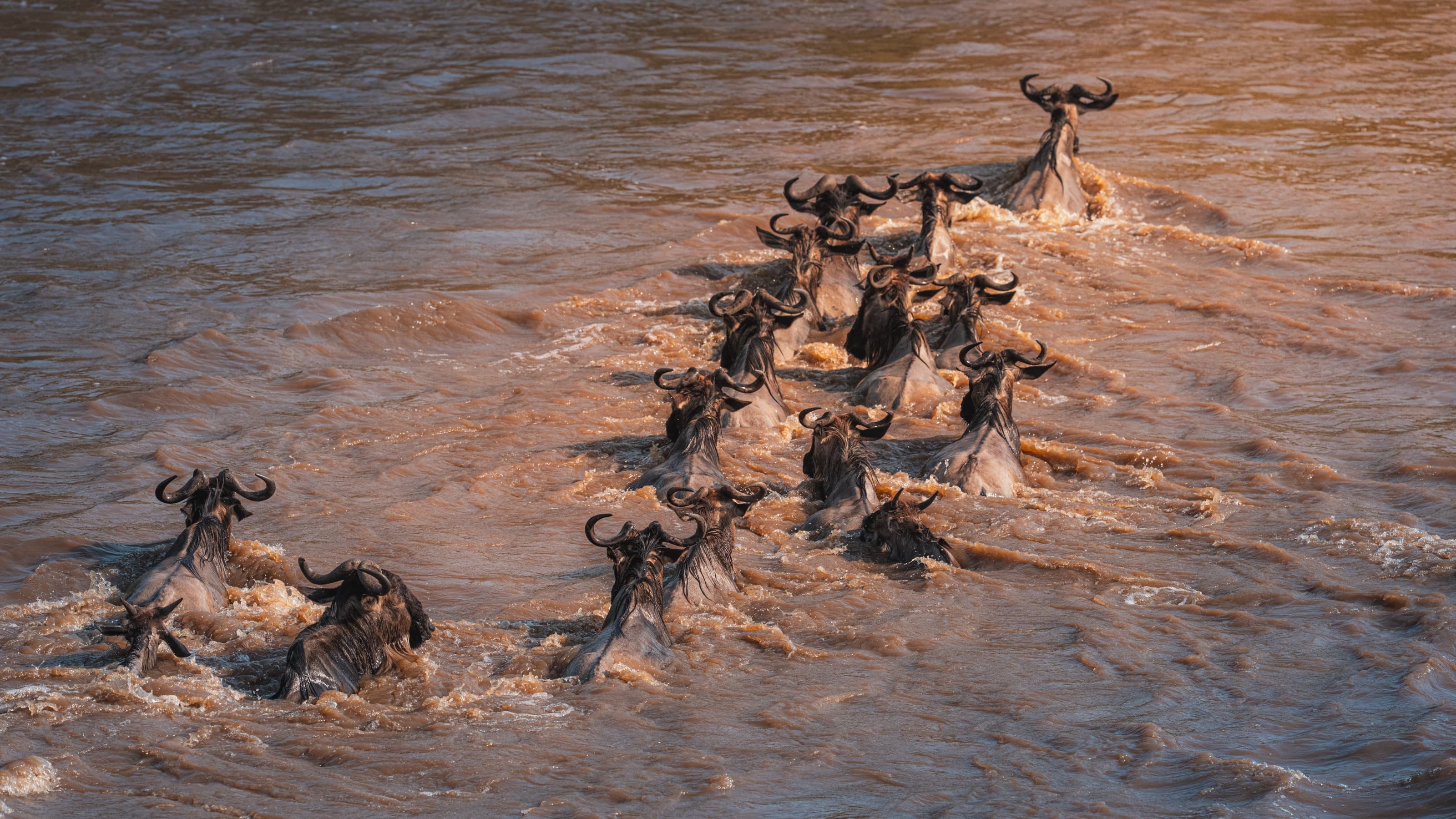 About twenty wildebeest swimming a wide, fast, muddy river in a broken diagonal line, only their heads and shoulders above the churning water.