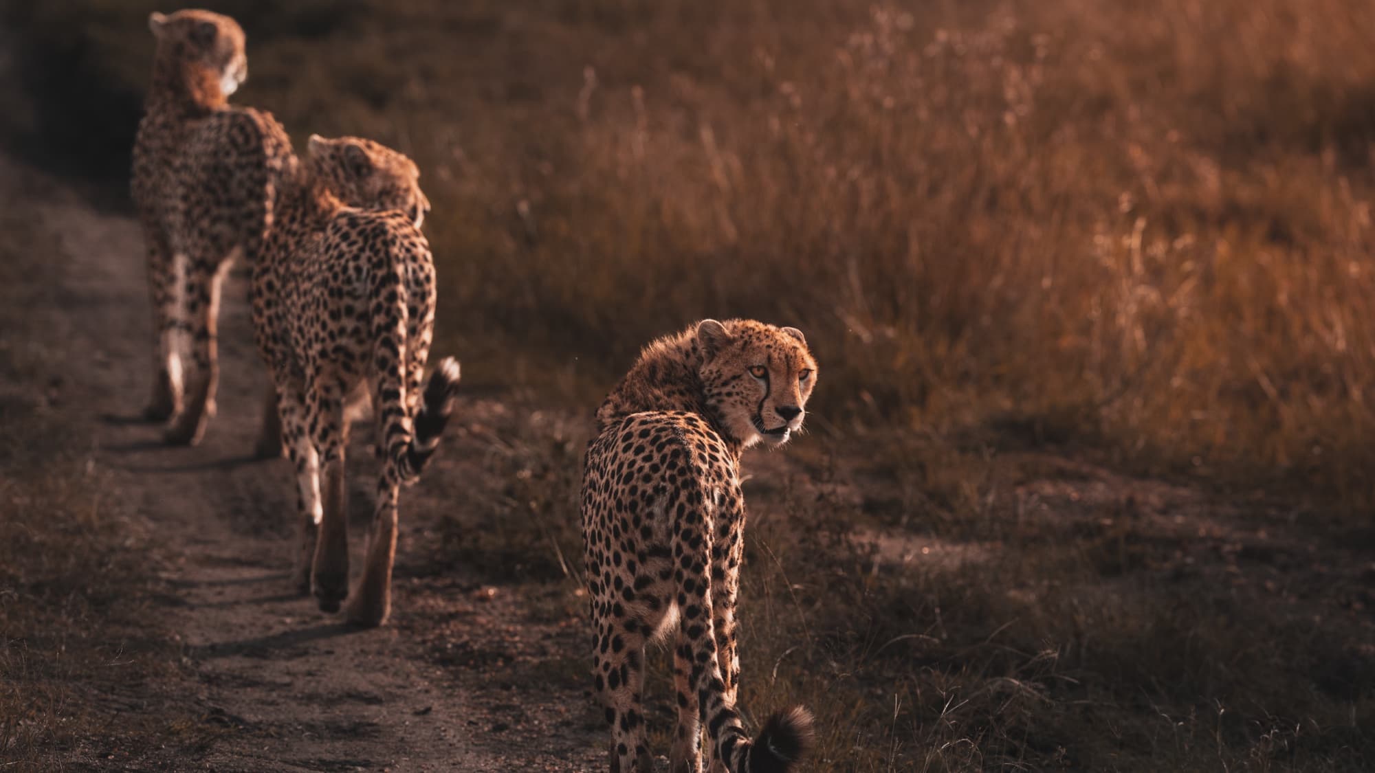 Three cheetahs walking away in single file along a dirt track at golden hour, one turning back toward the camera.