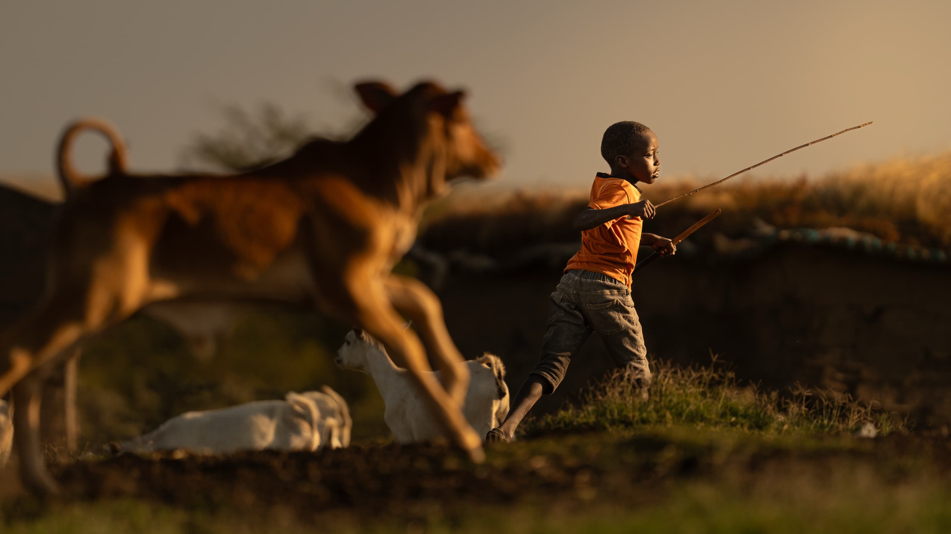 A young boy in an orange shirt striding across grass with a herding stick, a red calf leaping ahead of him and goats trotting nearby, a low earth-and-thatch structure behind in golden light.