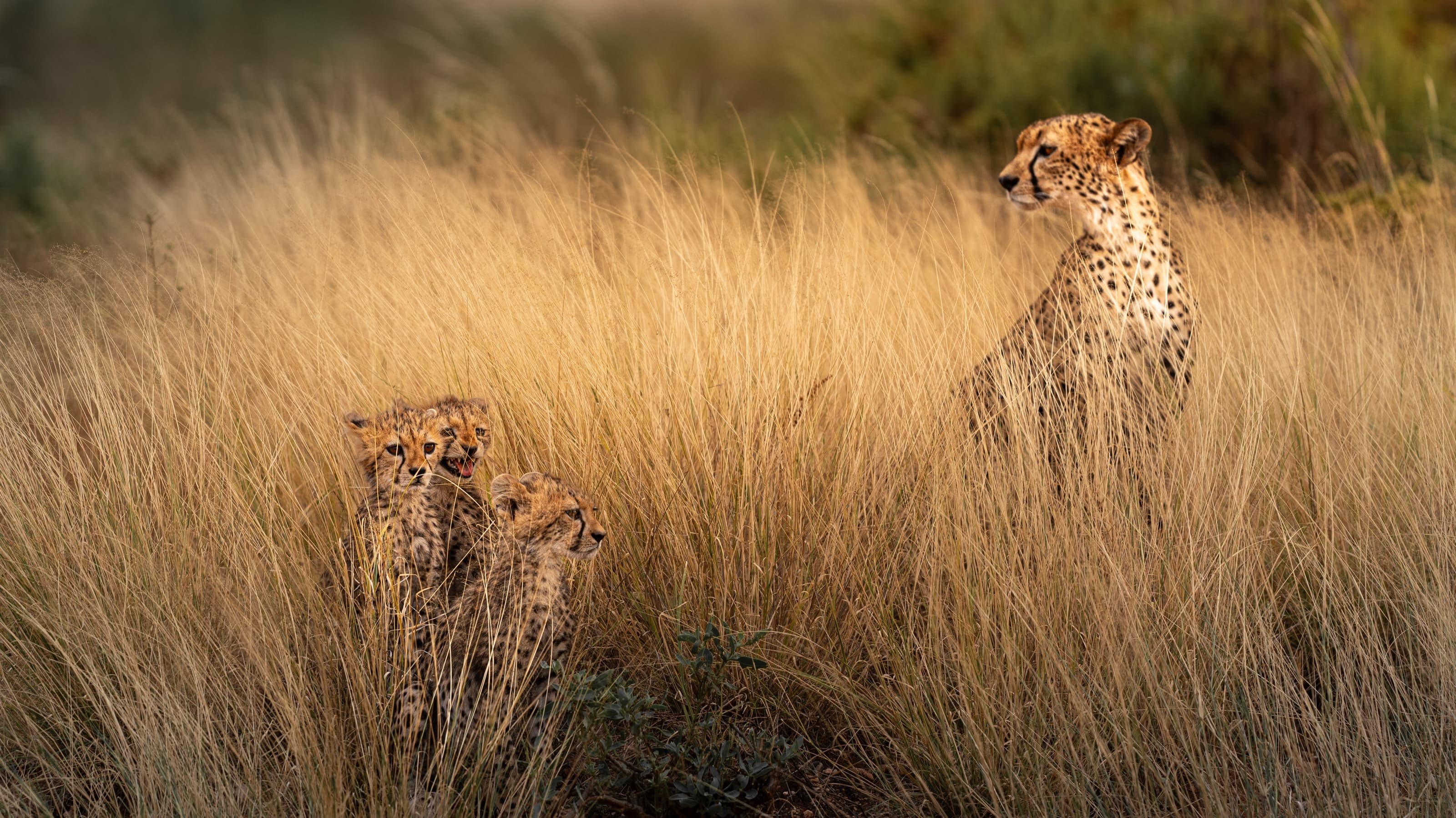 An adult cheetah sitting upright and alert in tall golden grass, two small cubs huddled together lower in the grass to one side.
