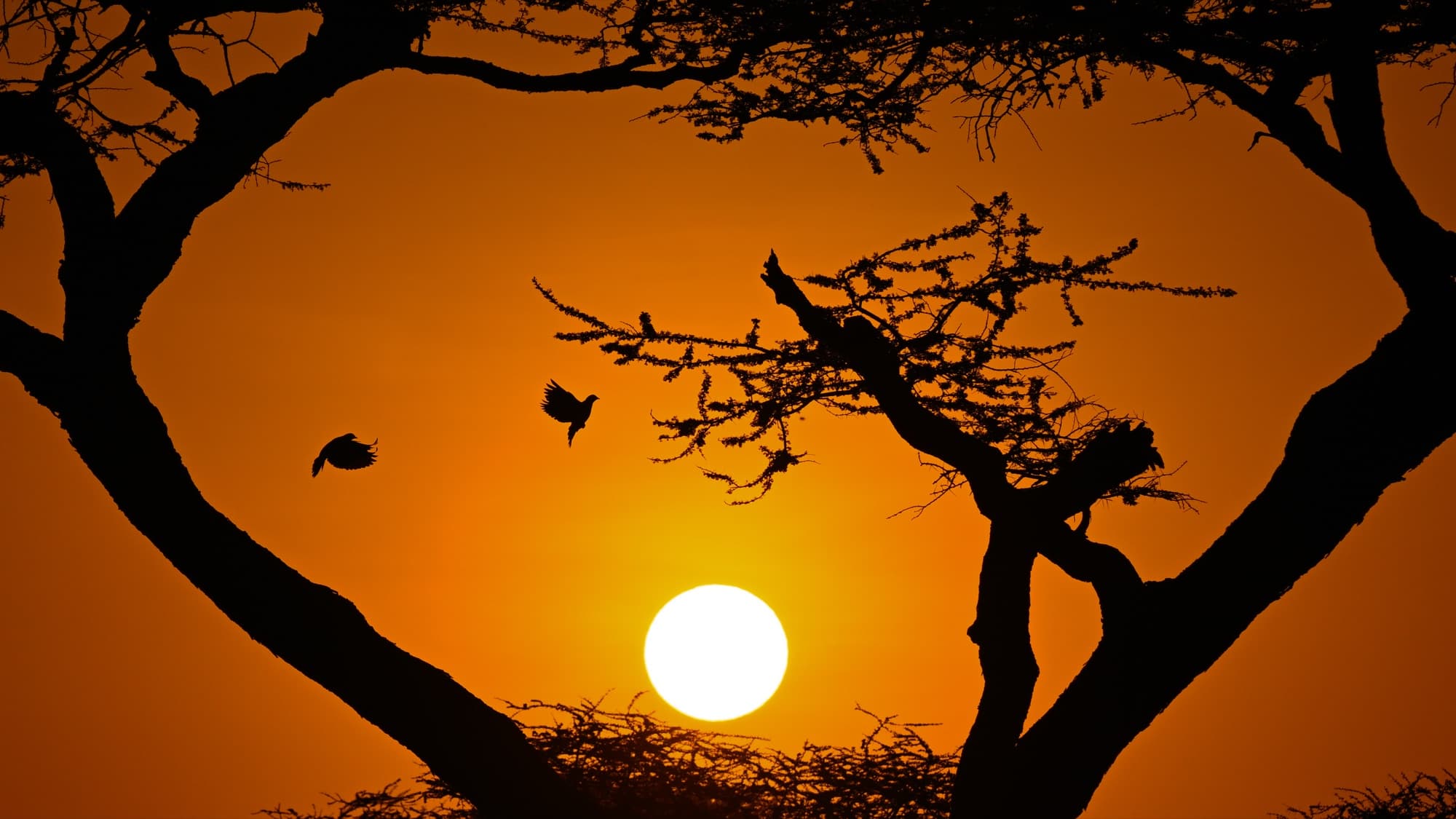 An acacia tree framing the setting sun on the open plain, the sky deep orange.