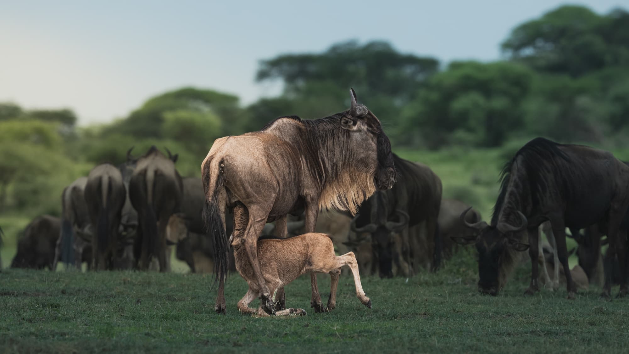 A wildebeest mother standing on green short-grass plains with a newborn calf on unsteady legs directly in front of her, the rest of the herd grazing around them in soft early light.