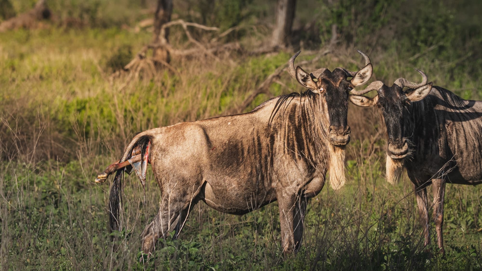 A wildebeest standing in dry grass with the birth sac and a small hoof just showing beneath its tail; a second wildebeest stands close behind.