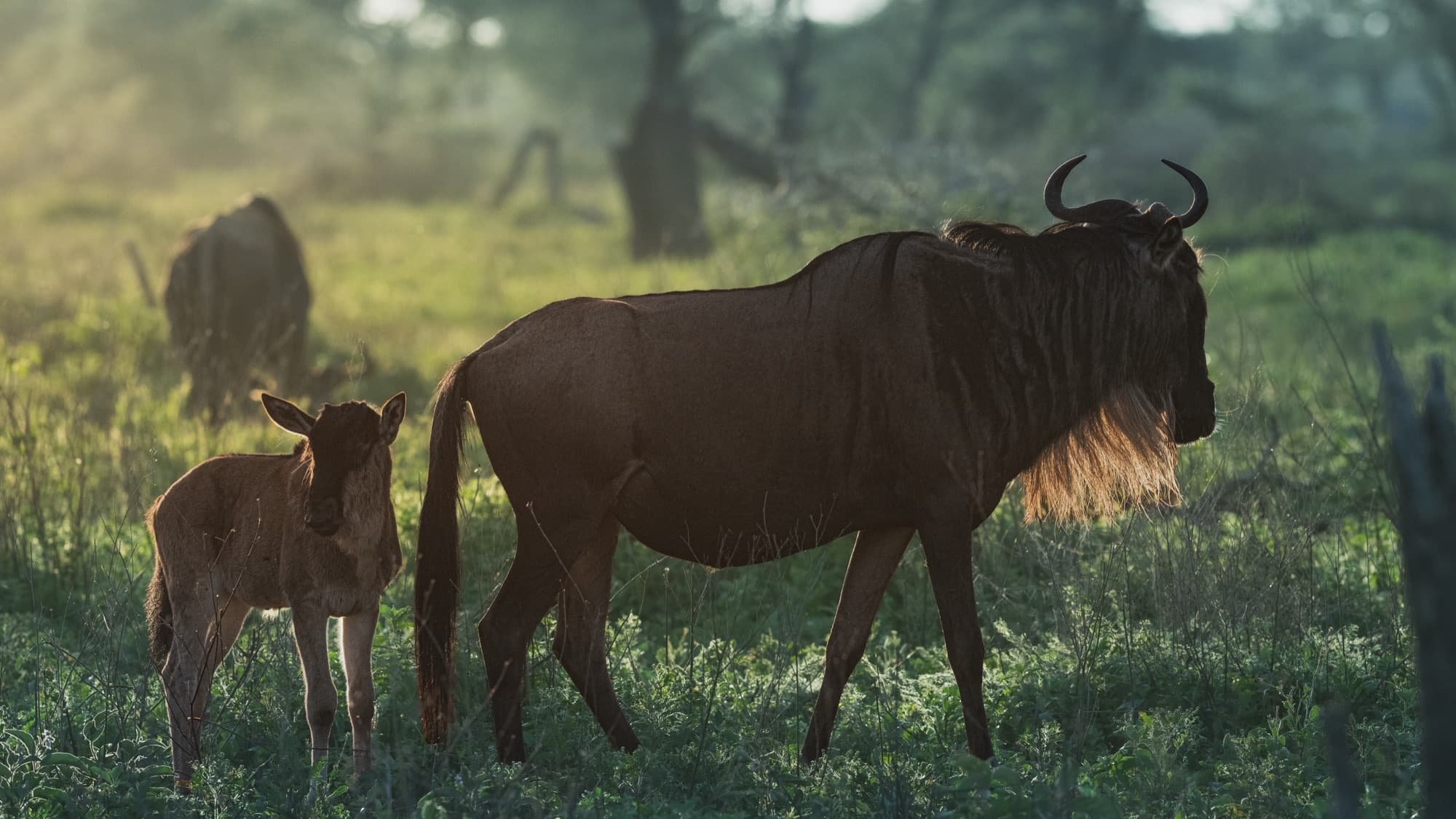 A wildebeest mother and newborn calf walking together through knee-high grass in thick golden backlit mist.