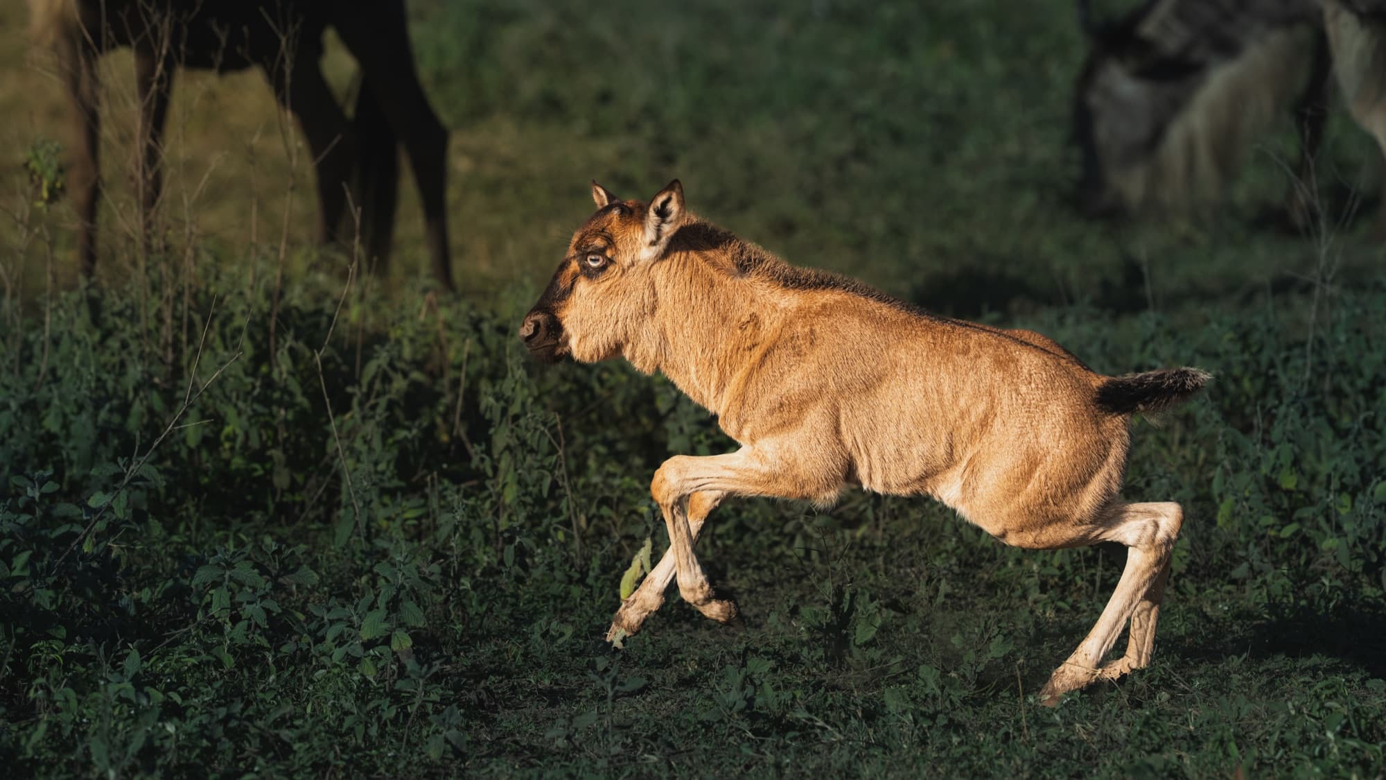 A wildebeest calf running through green grass, a foreleg lifted mid-stride, backlit.