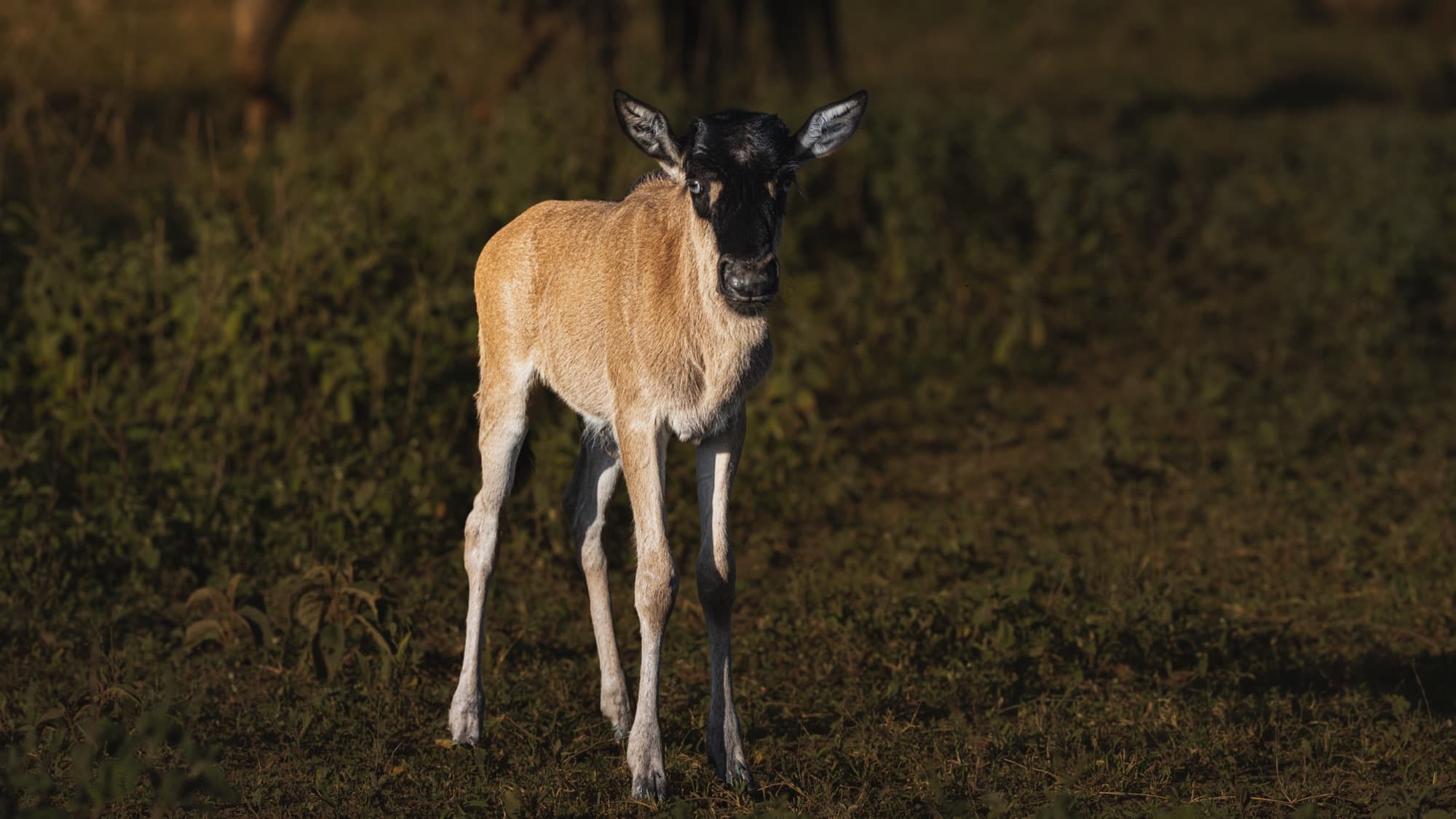 A young wildebeest calf on splayed legs, facing the camera, alone in low golden light.