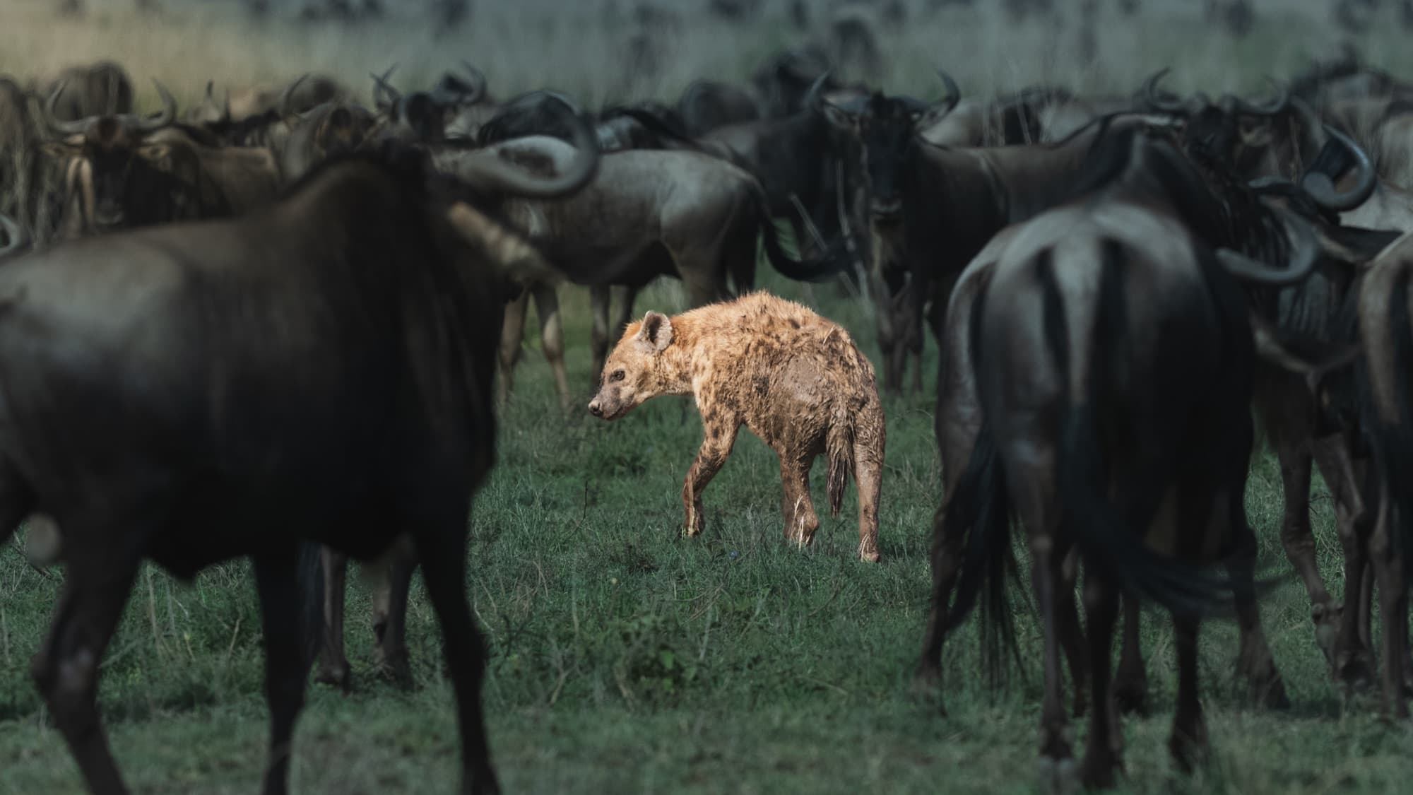 A spotted hyena walking through a wildebeest herd in low dusk mist.