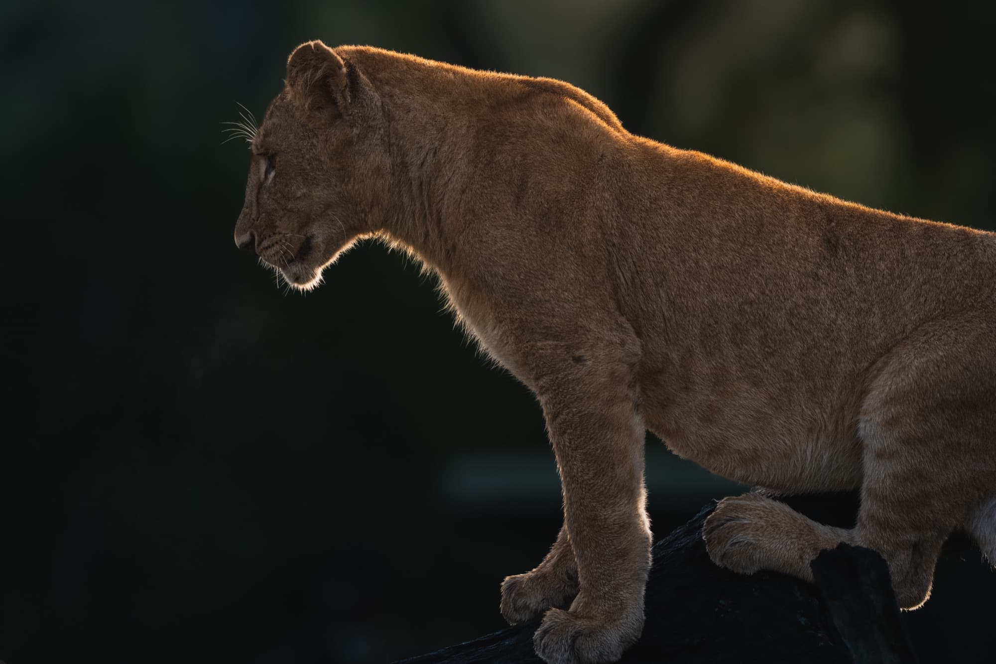 A young lion cub in side profile at dawn, rim-lit gold against near-black background, its breath visible in the cold air.