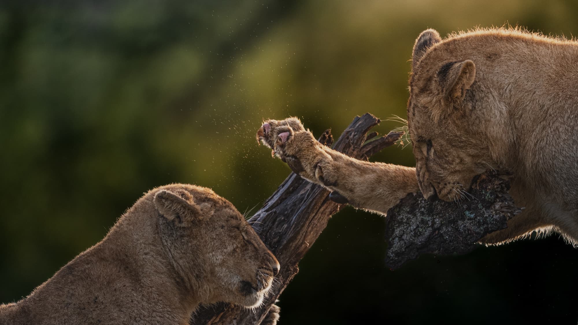 Two young lions playing over a piece of pale deadwood, strongly backlit, spray of droplets in the air.