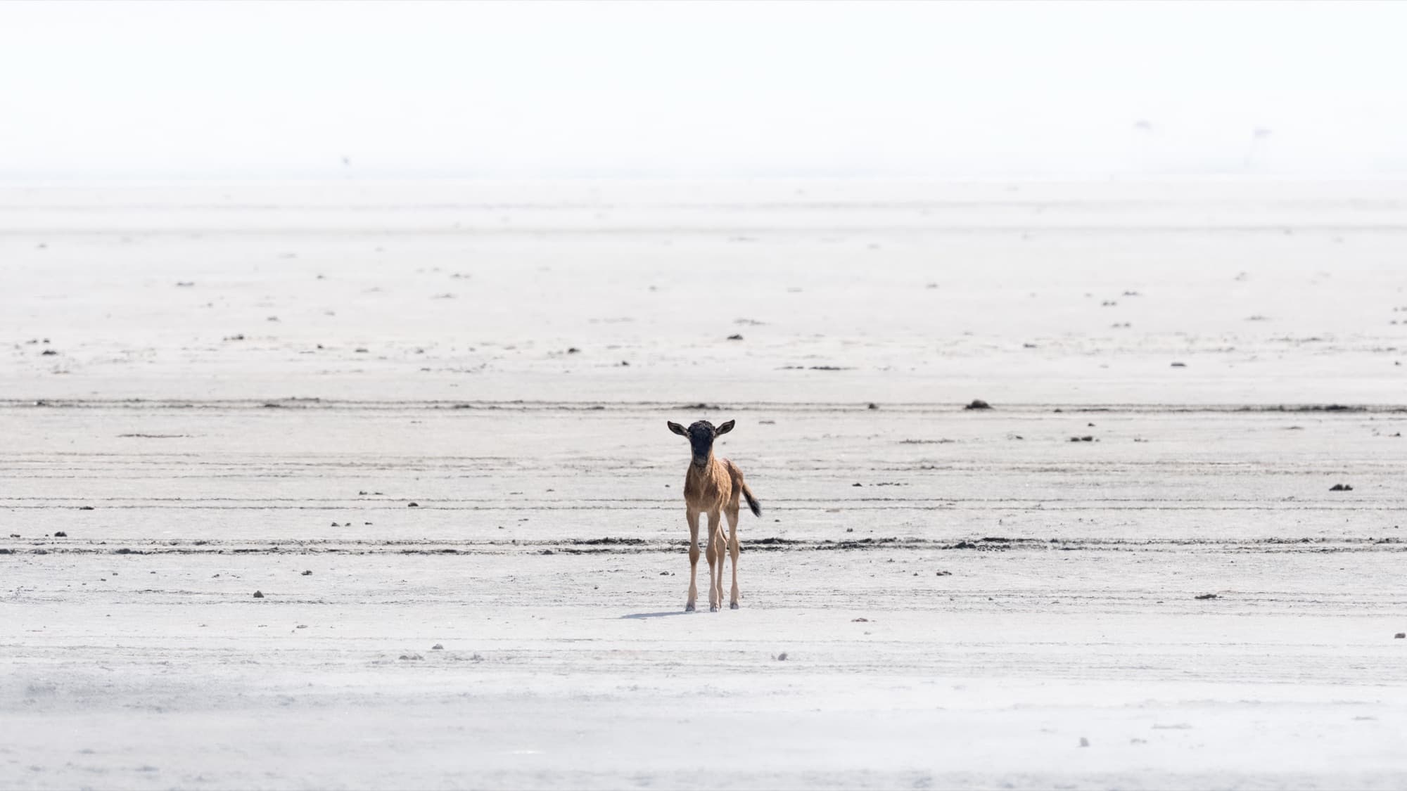 A single wildebeest calf, very small in the frame, standing alone on a vast pale salt pan.