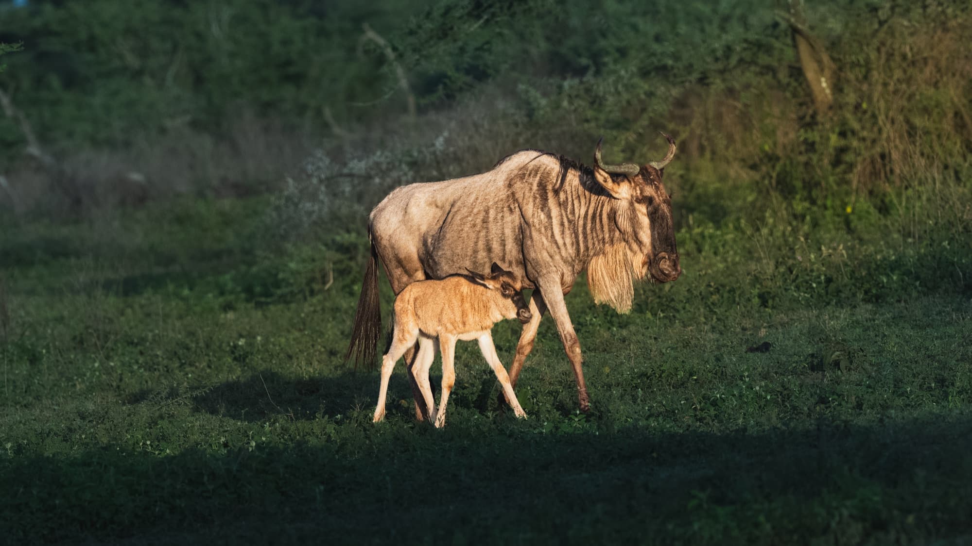 A wildebeest calf nursing at its walking mother's flank in warm low light.