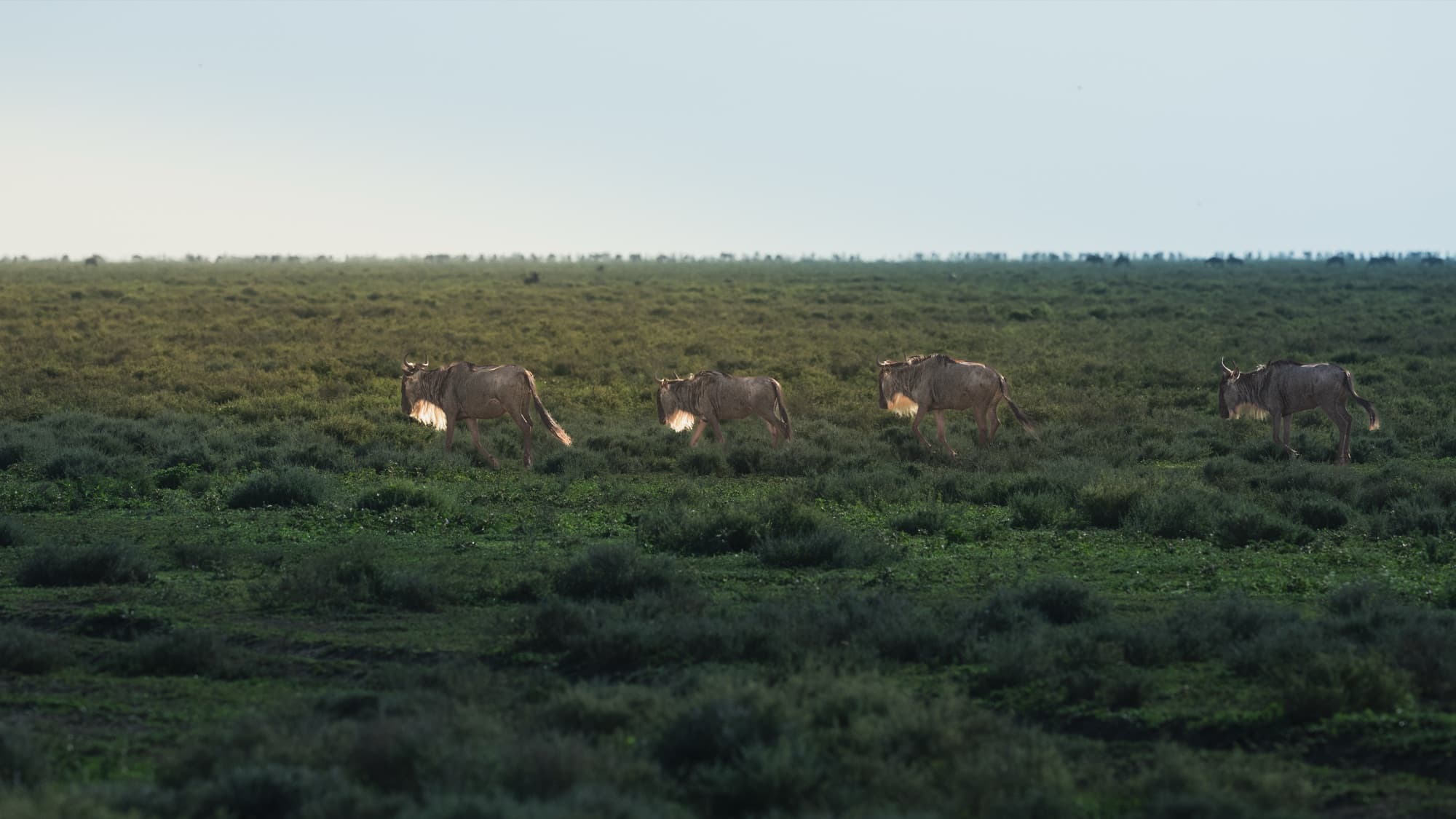 Four wildebeest walking in single file across a vast green plain at dawn, a low tree line on the horizon.