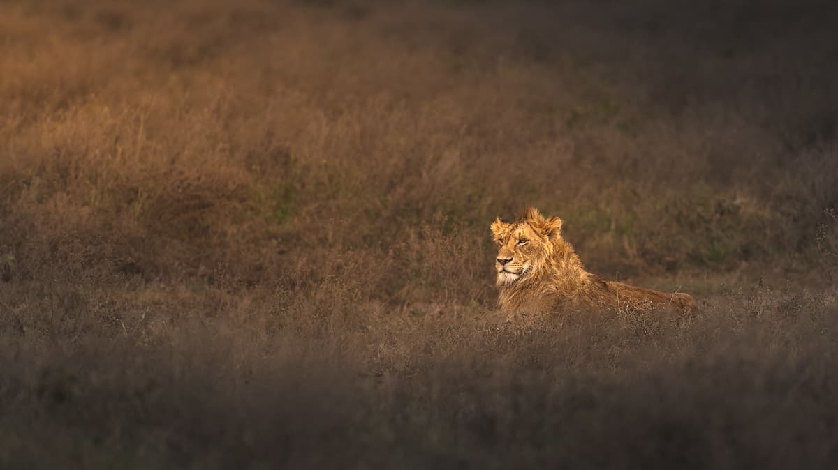 A young male lion lying in dry golden grass in low light, large areas of out-of-focus grass around it.