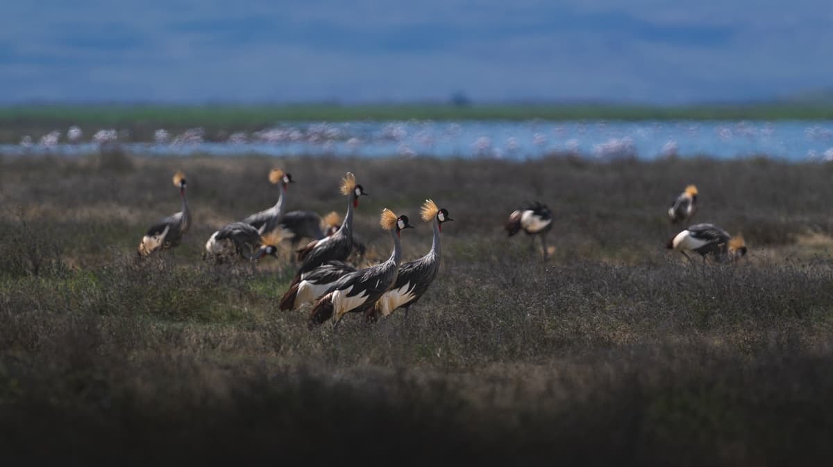 Grey crowned cranes standing in low grassland, with a pale band of flamingos and open water on a shallow lake behind, a ridge in the far distance.