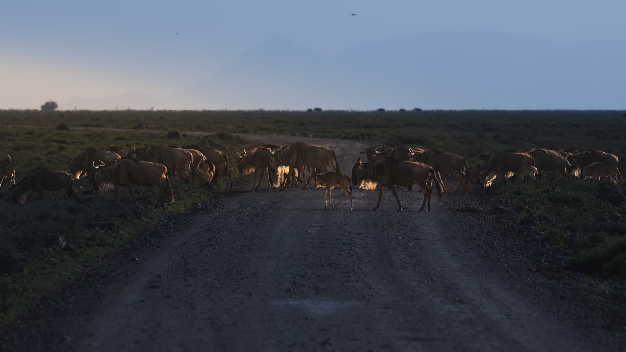 A line of wildebeest crossing a track at dusk, strongly backlit, young animals among the adults in the line.