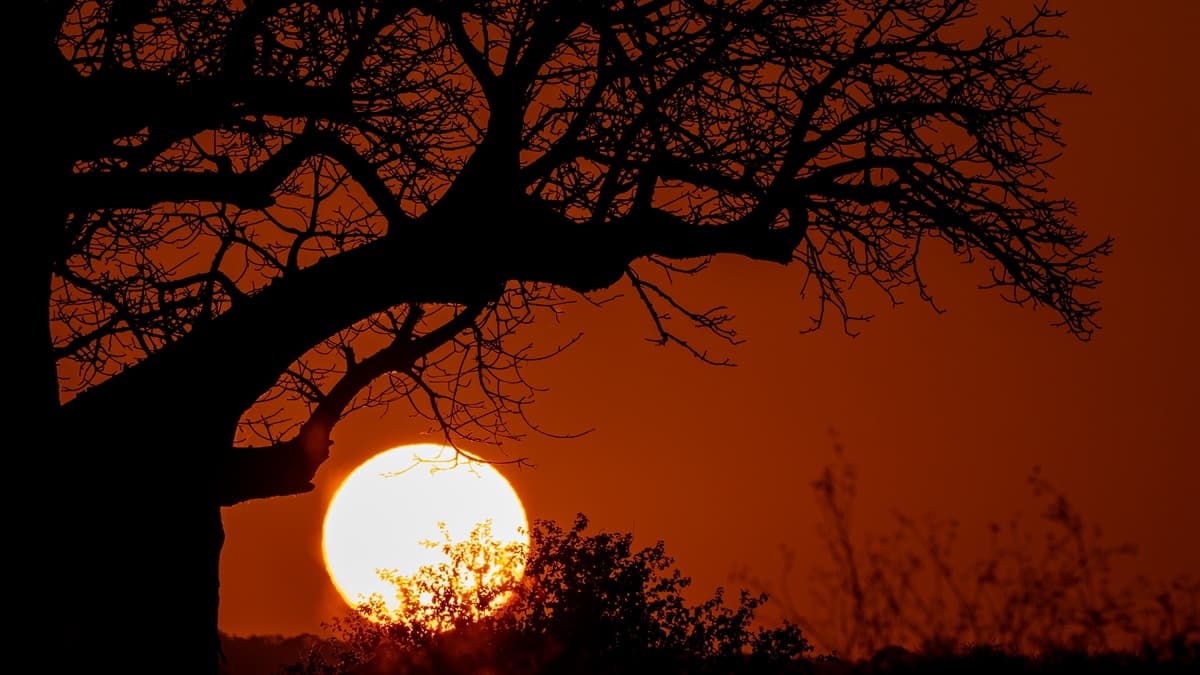 The branches of a baobab tree silhouetted against a large orange setting sun, low scrub along the horizon.