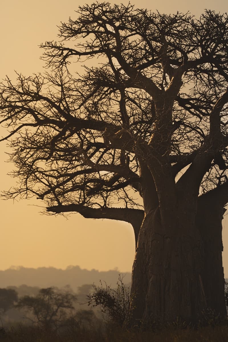 A large baobab tree in silhouette against a hazy golden sky at dusk, a low misty tree line behind it.