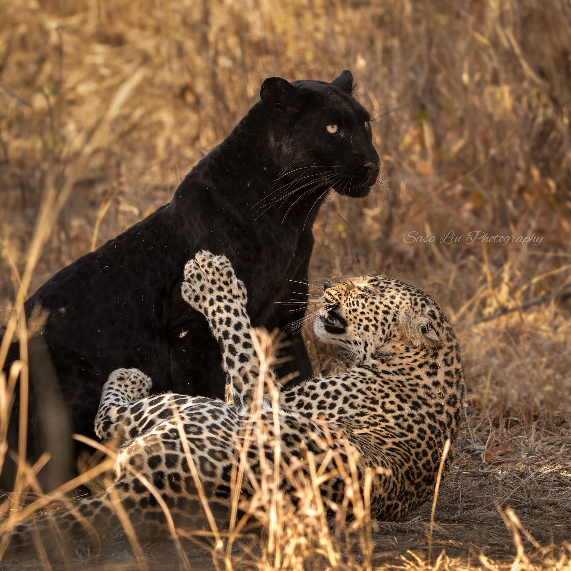 A melanistic black leopard alongside a spotted leopard sibling — the contrast of coats visible in natural light.