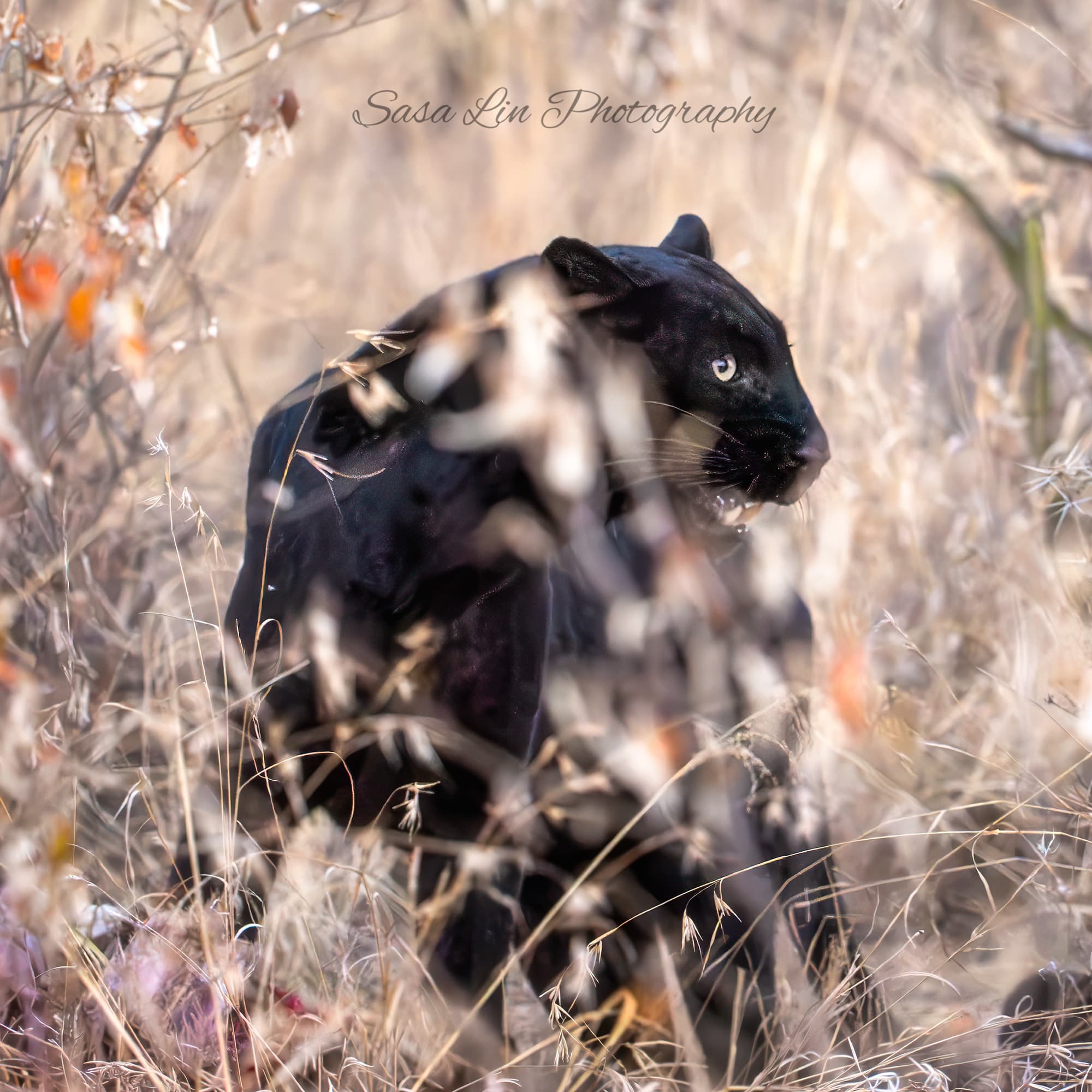 A melanistic black leopard photographed at close range in low light, the dark coat and facial structure clearly visible.