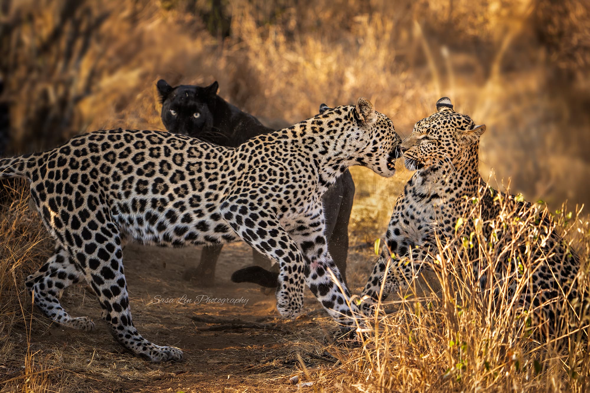 Three leopards — two spotted and one melanistic black — in a natural encounter on rocky ground at night.