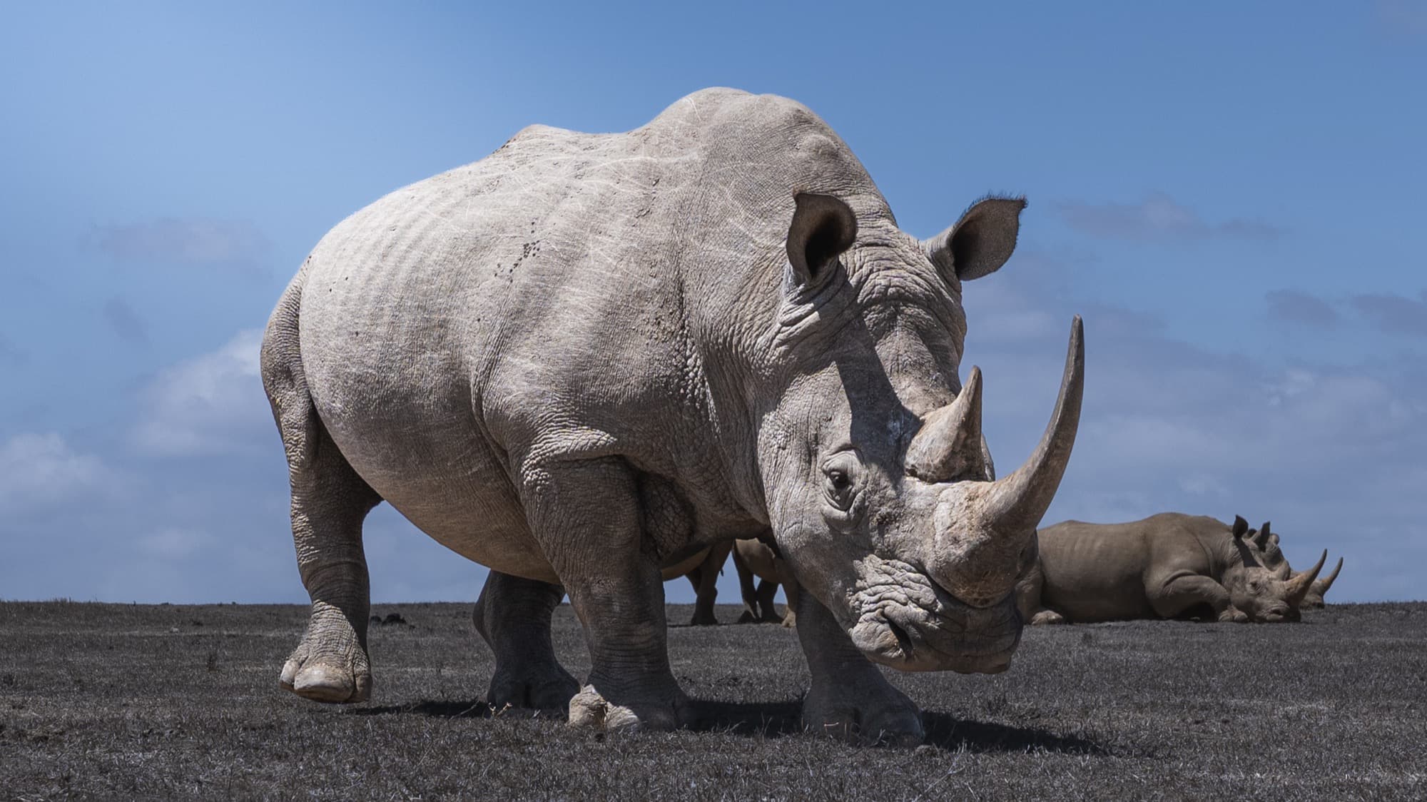 A white rhinoceros photographed from ground level at Solio Ranch — the camera inches above the earth, the animal's feet, horns and a secondary rhino visible against open sky.
