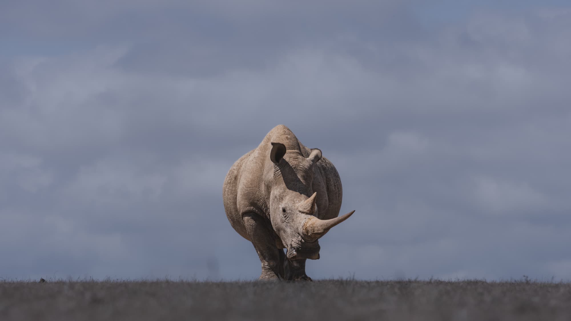 A white rhinoceros on open Solio ground, photographed from ground level. The low angle reveals vast open sky above the animal, emphasising scale and space over proximity.