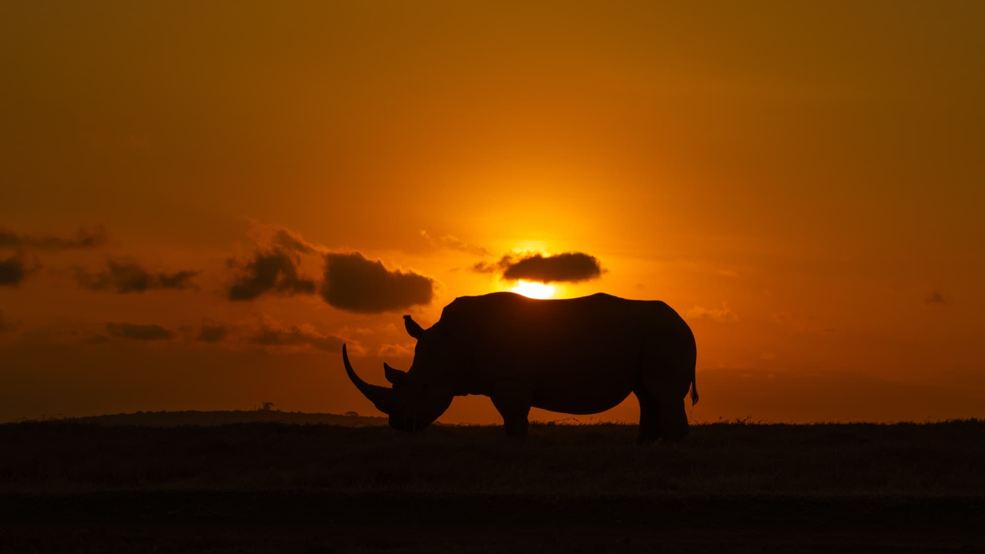 A single white rhinoceros with the sun positioned precisely behind its body, creating a complete halo of light around the silhouetted animal against a pale sky.