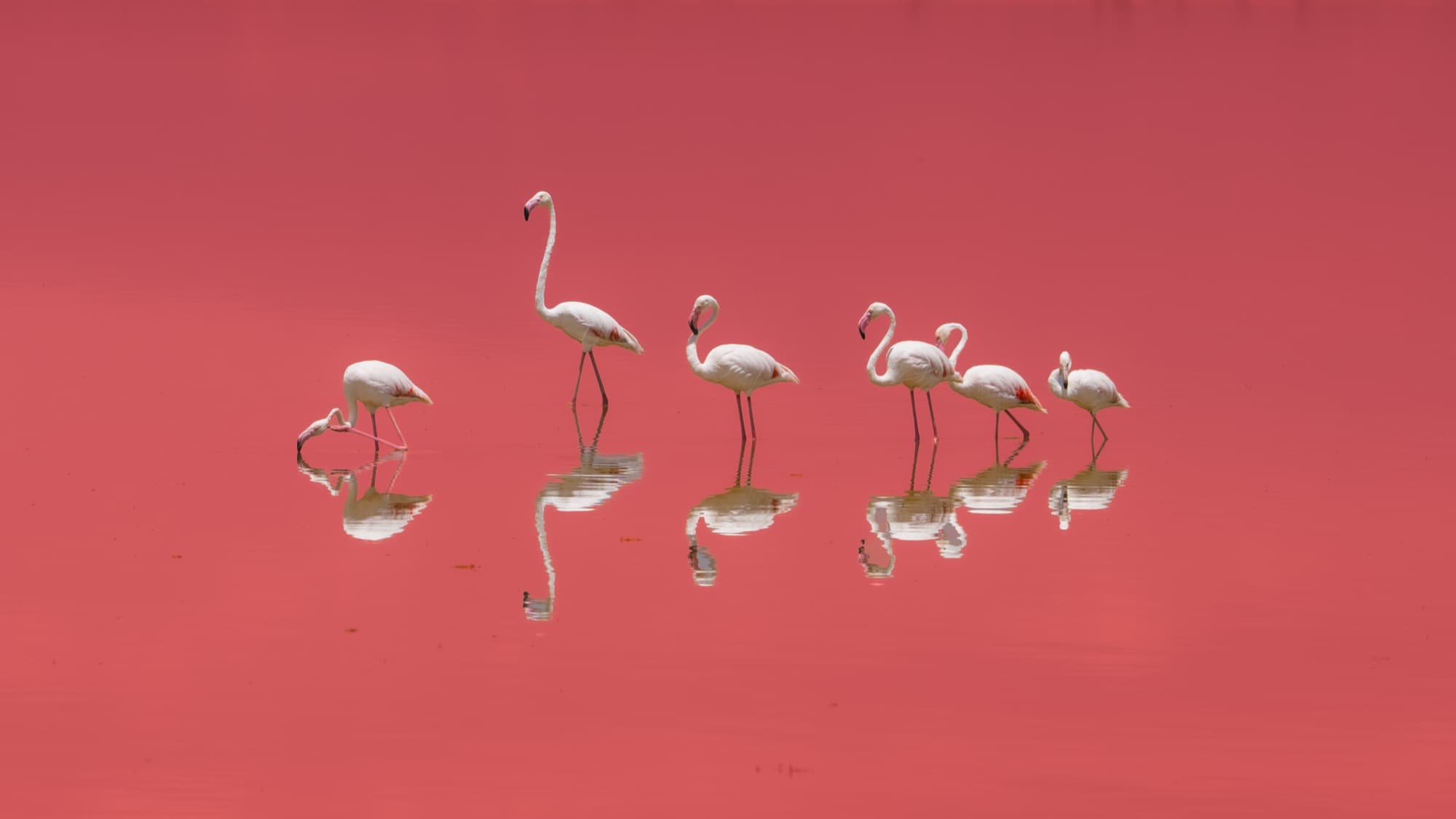 Six white flamingos wading through deep crimson-red alkaline water at Lake Natron, their reflections mirrored perfectly in the still surface below them.