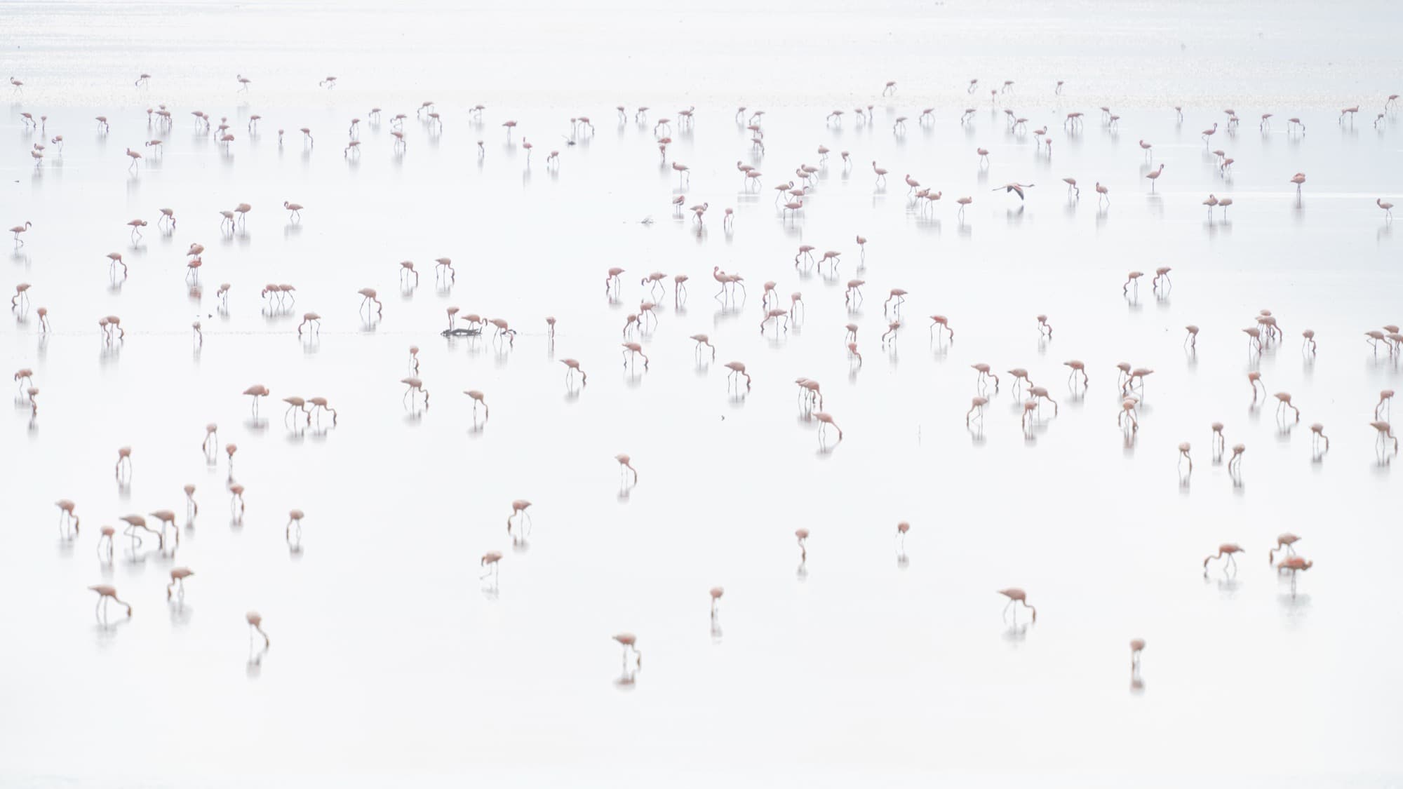 Hundreds of flamingos scattered across the white soda surface of Lake Natron, the pattern abstract and painterly when seen from a distance.