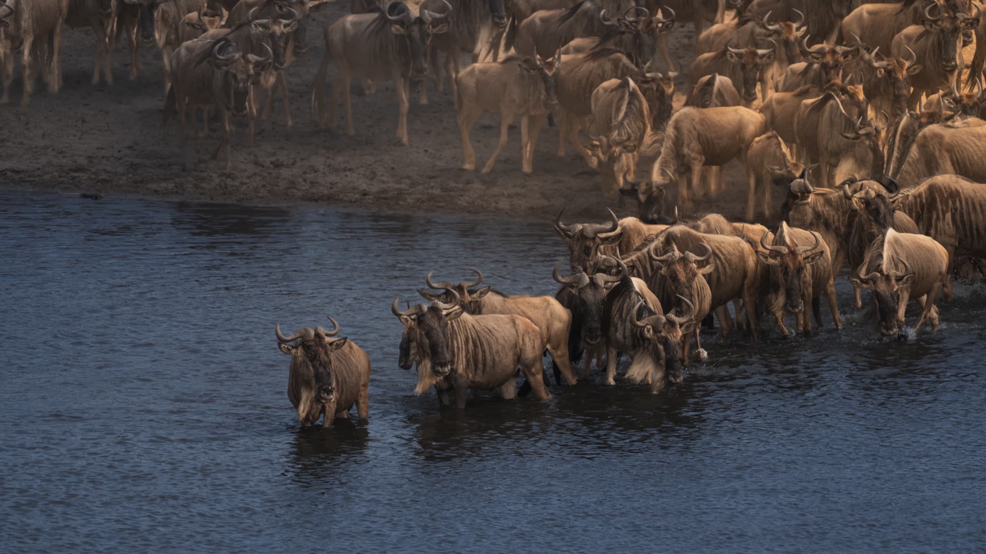 A mass of wildebeest at the moment of entering the Mara River — the leading animals already in the water, the herd pressing forward behind them.
