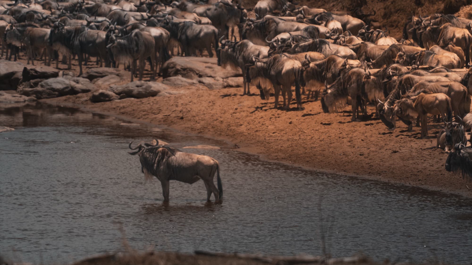 A lone wildebeest standing at the water's edge of the Mara River, the vast migration herd visible and hesitating on the far bank behind it.