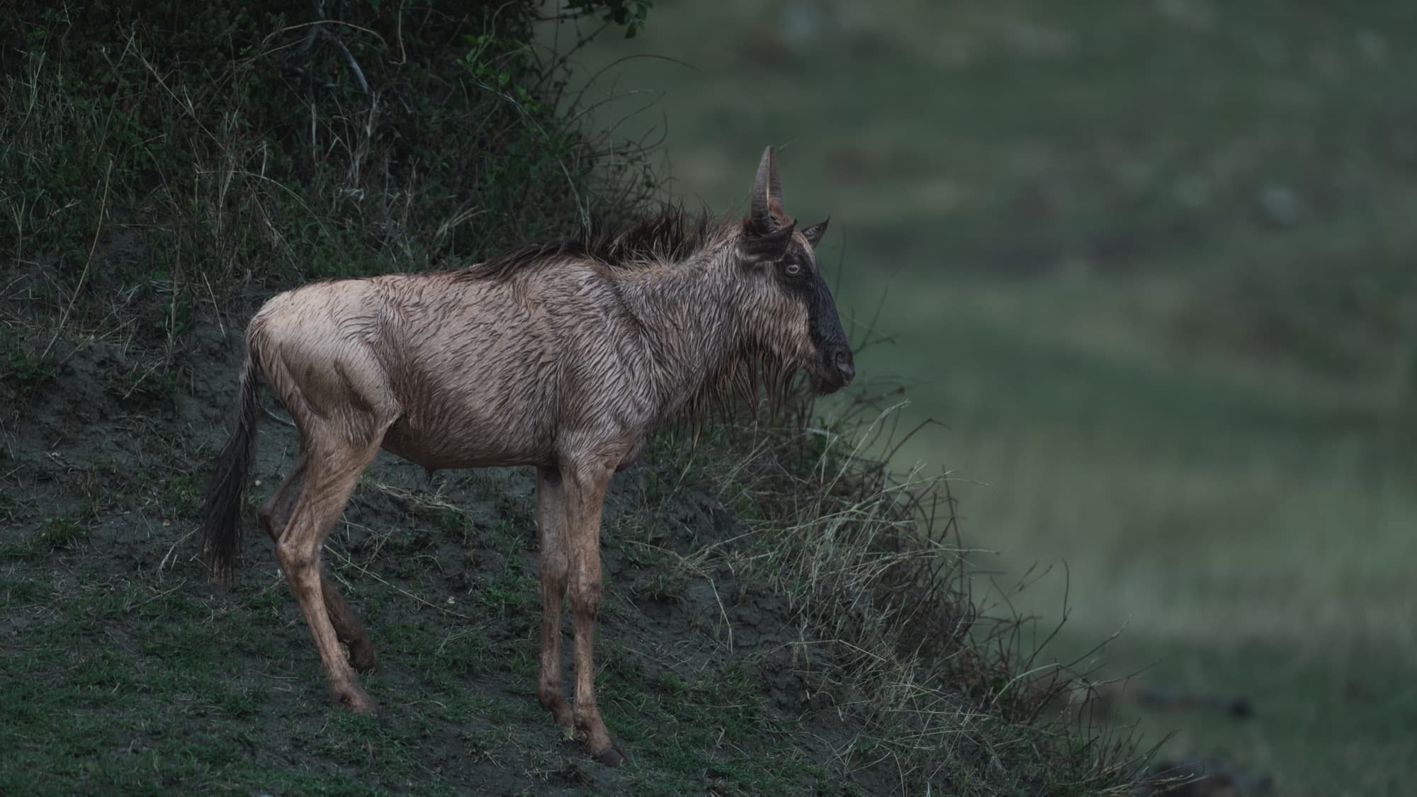 A single soaking-wet wildebeest standing on the far bank of the Mara River after completing the crossing, looking back at the river and the herd still crossing.