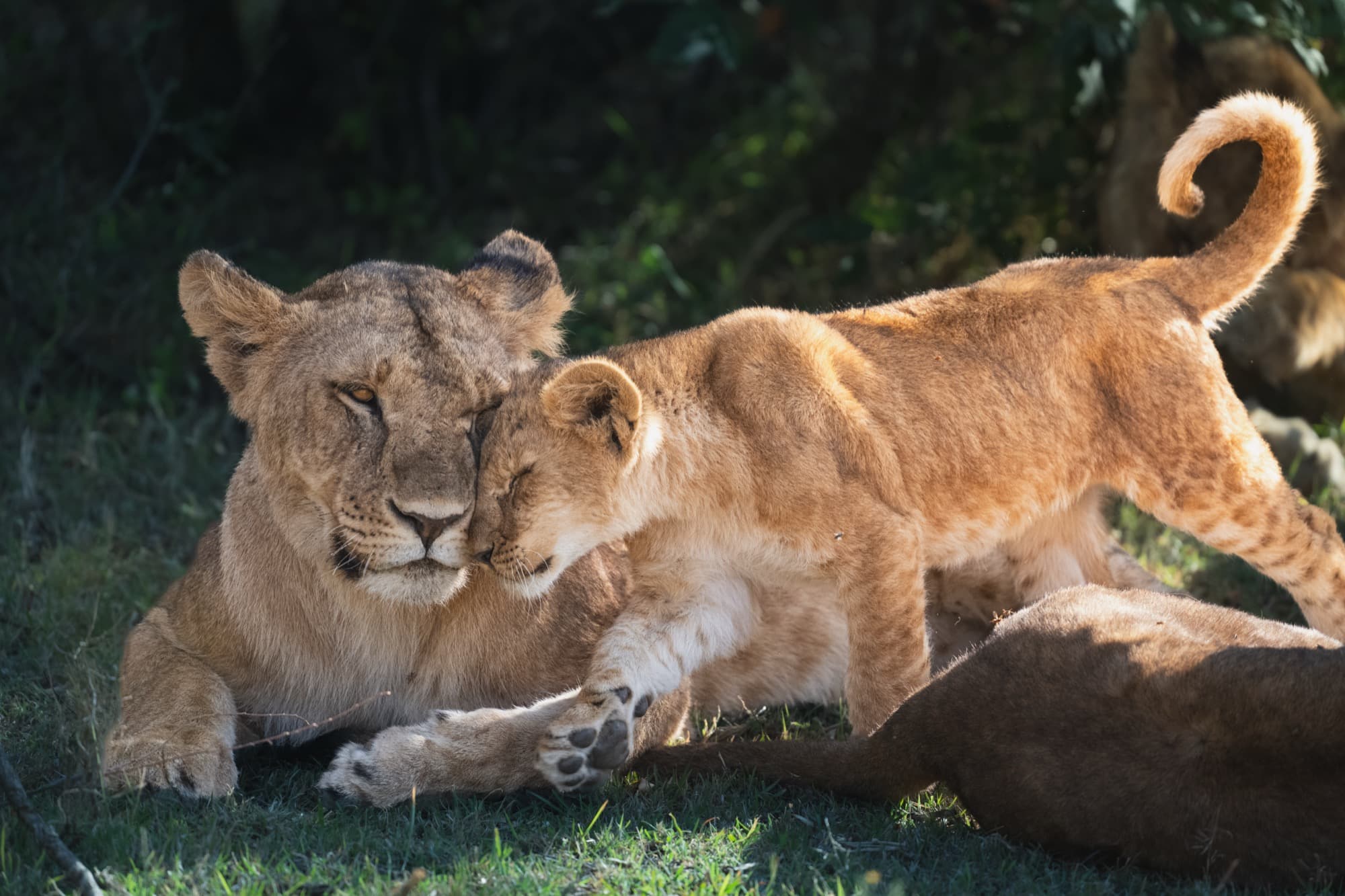A lion cub pressing its face against its mother's cheek in a full face-rub — the cub's eyes closed, both animals entirely still in the moment.