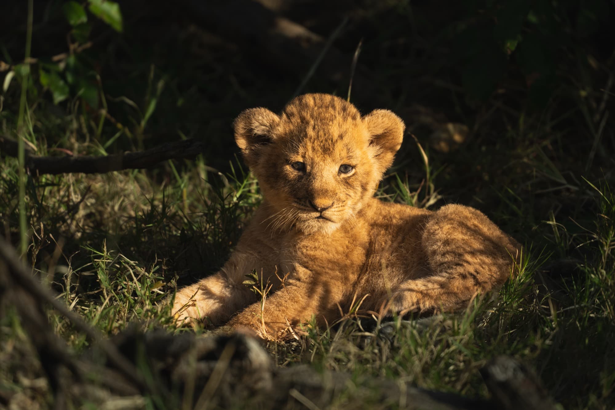 A very young lion cub framed naturally by dried twigs and branches, looking directly at the camera with a calm, steady gaze.