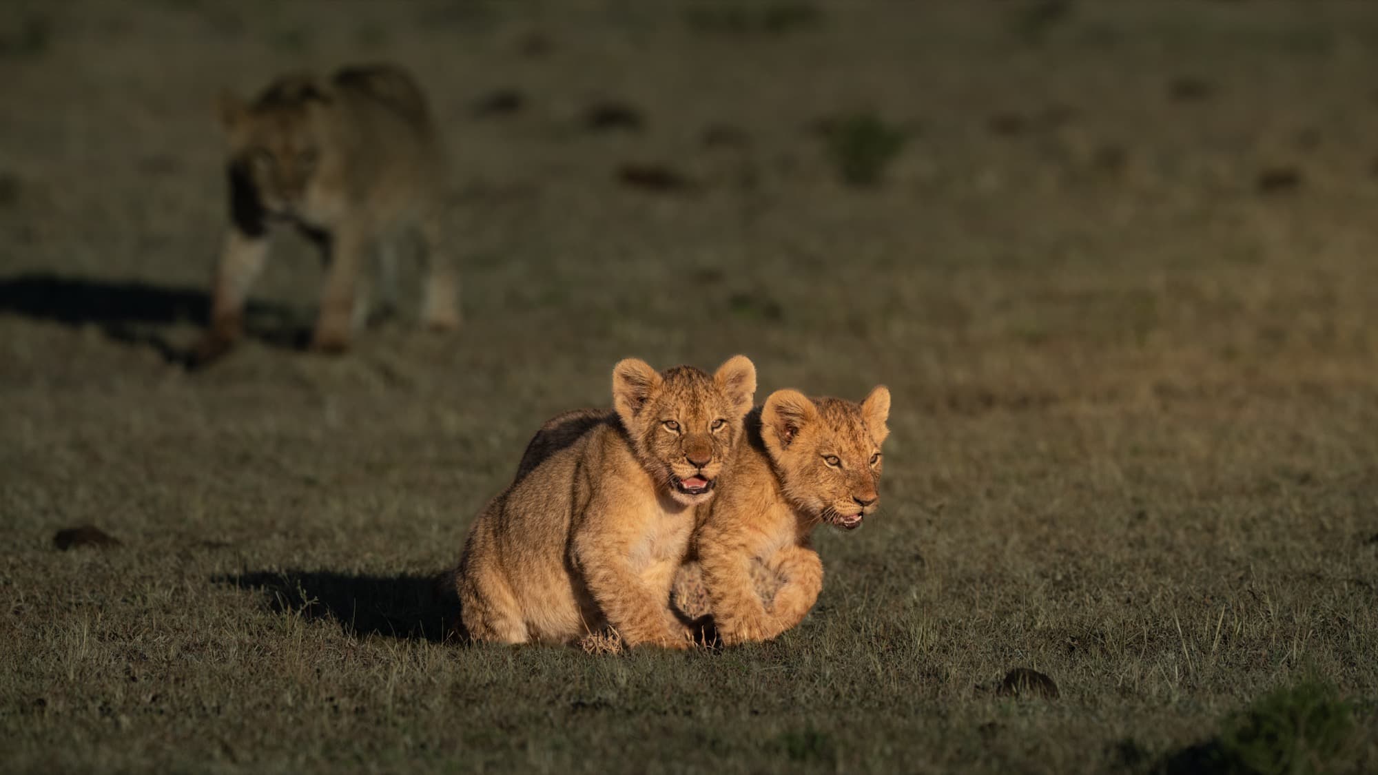 Two lion cubs running toward the camera at speed, legs outstretched, the lioness a blurred shape behind them.