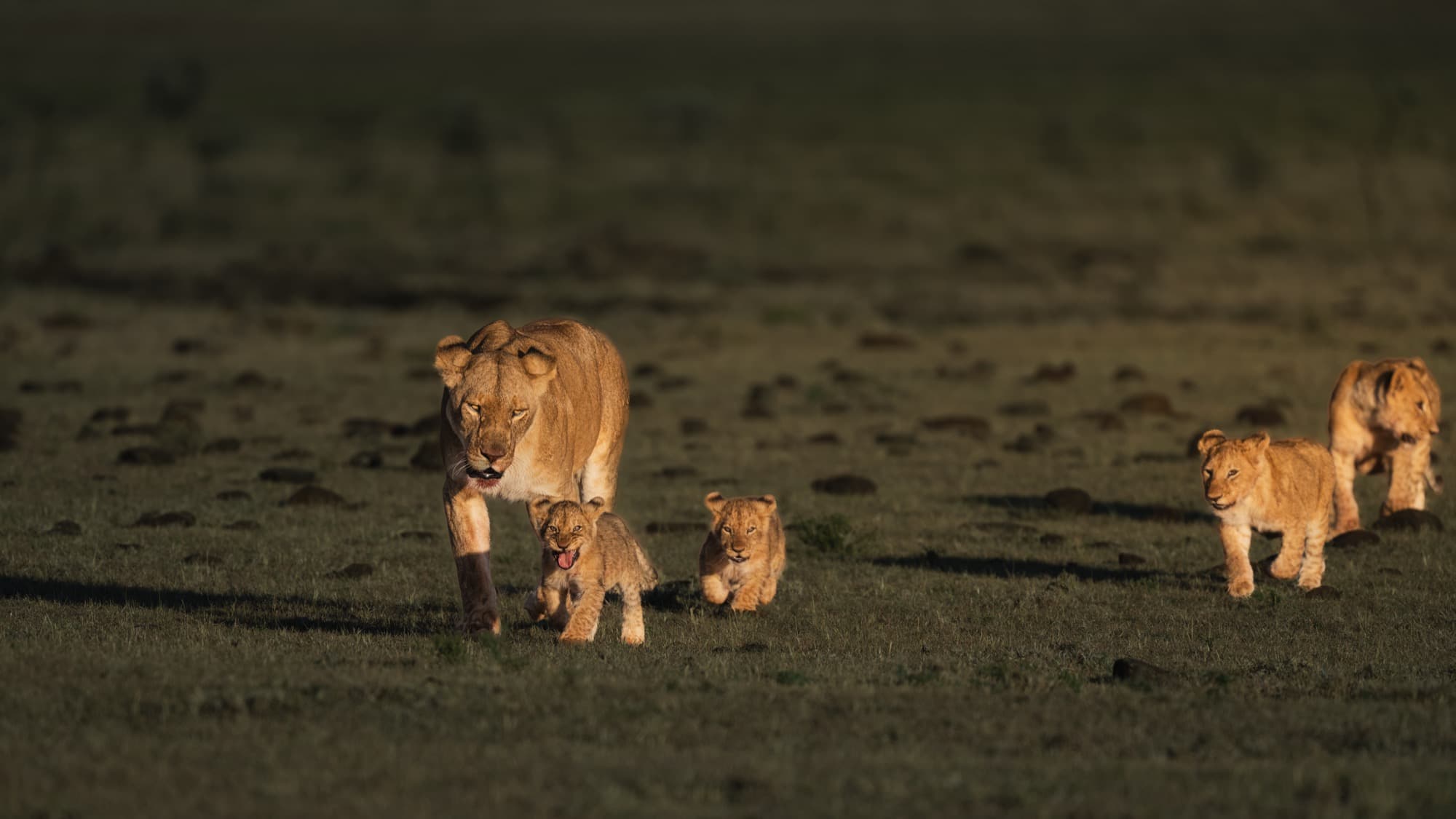 A lioness and four cubs approaching the camera across open ground — the family spread wide, some cubs running, the mother steady at the centre.