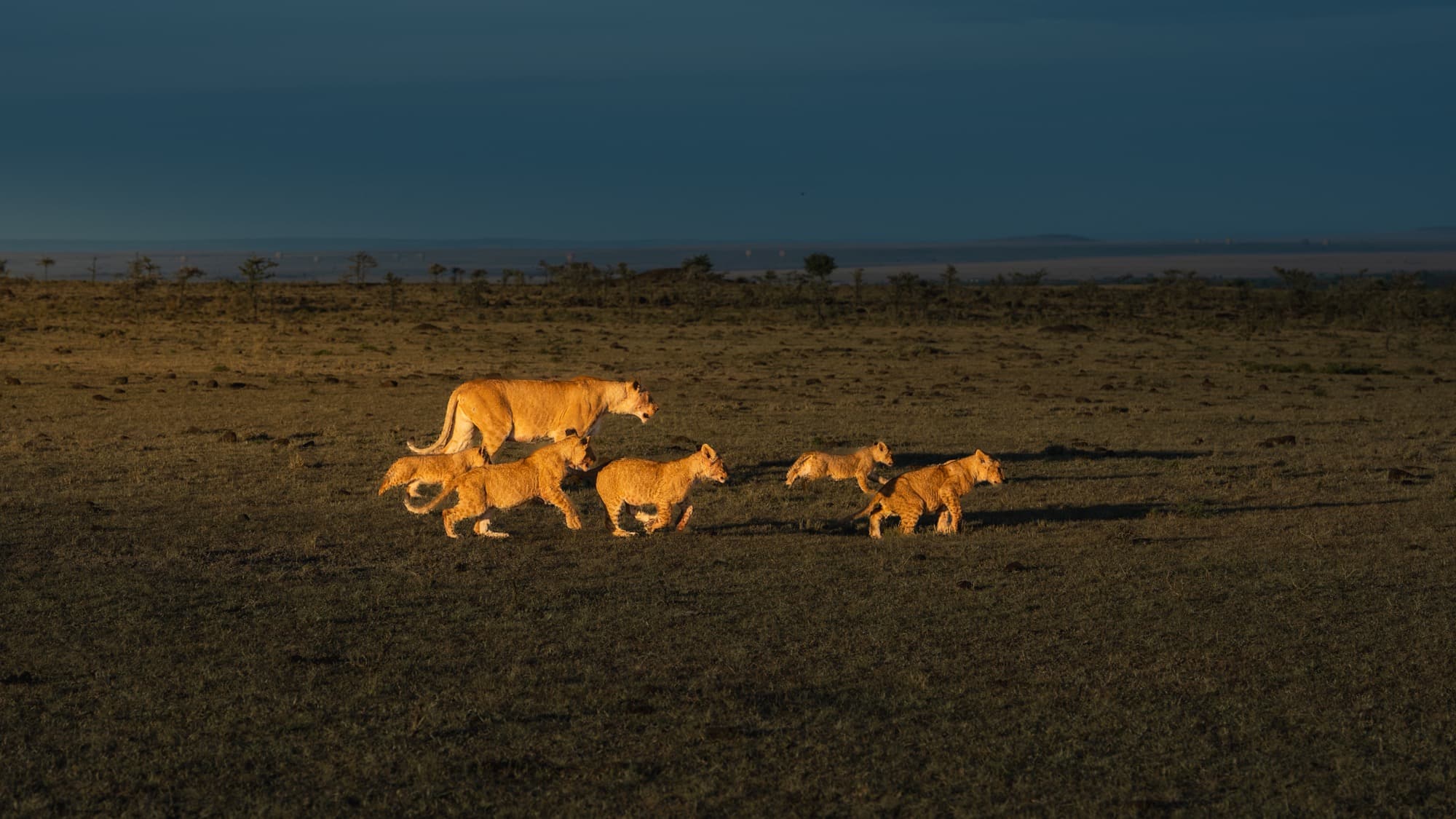 A lioness and four cubs on open plains under a blue stormy sky, a shaft of sidelight catching the family from the left — the cubs scattered around the mother.
