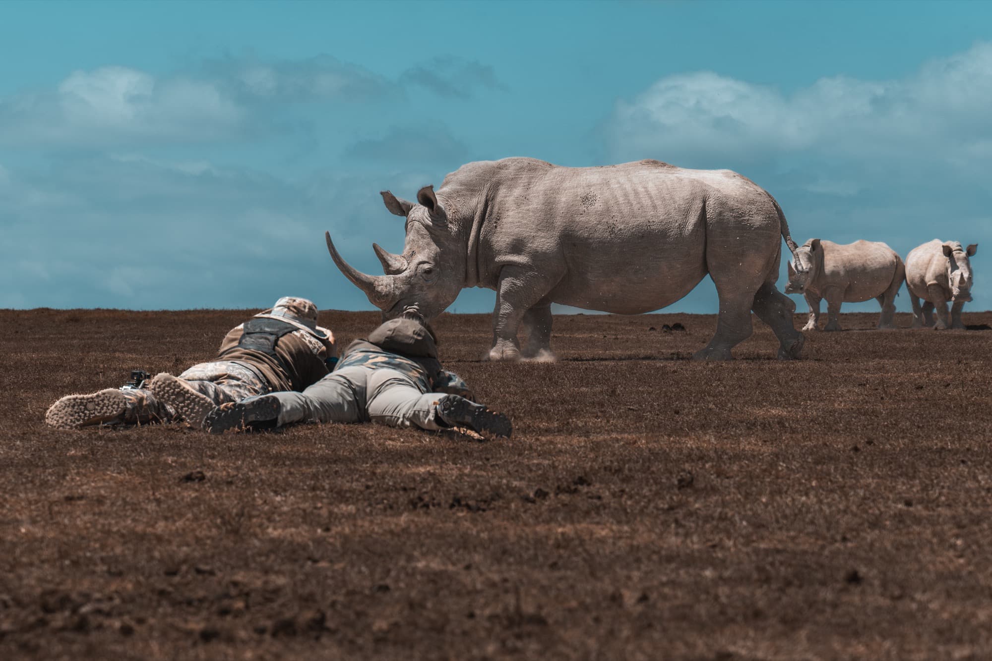 Two photographers lying fully prone on the bare Solio plain, cameras at ground level, while a white rhinoceros looms at close range directly ahead of them.