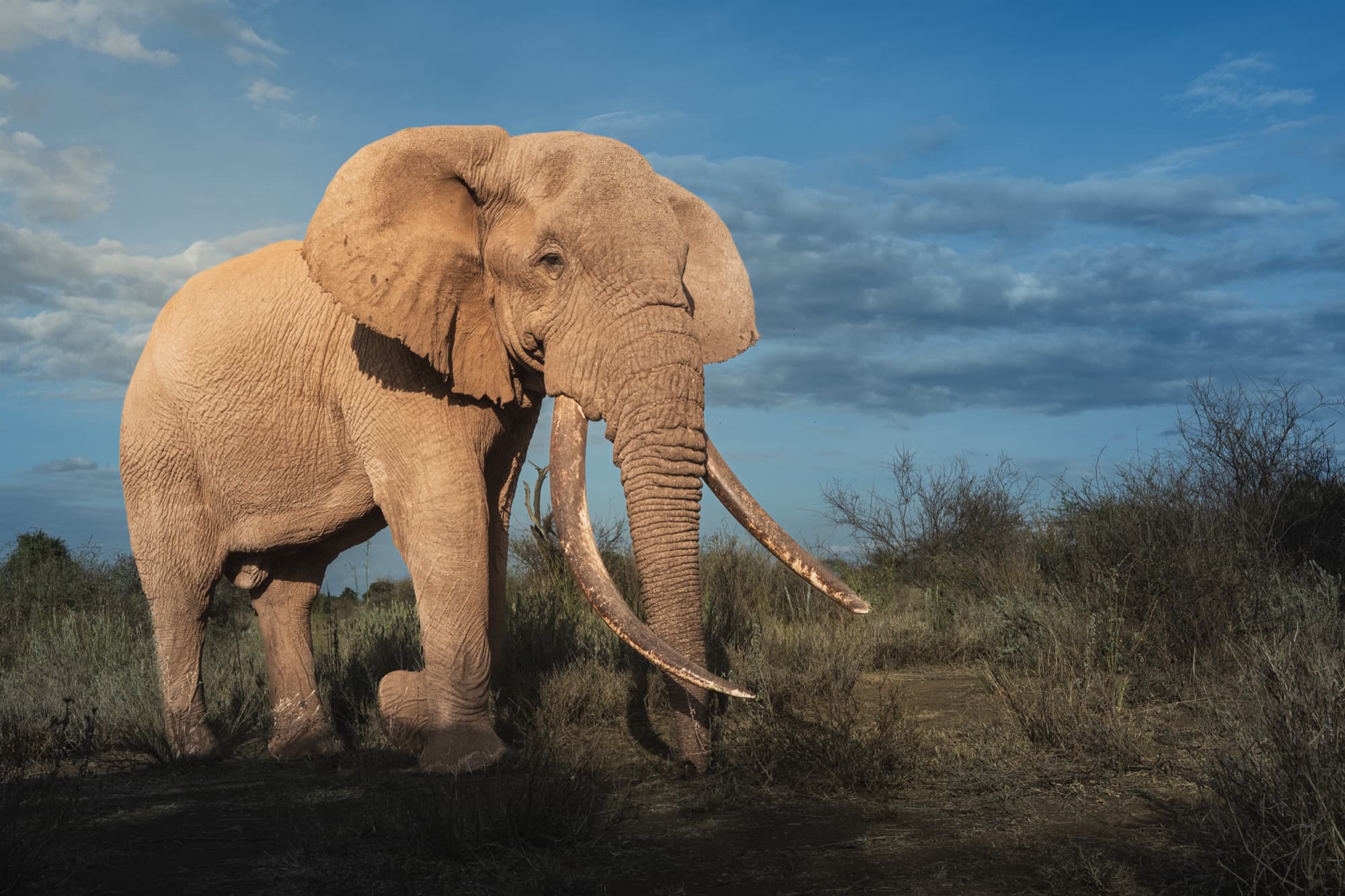 Tee-Jay, a super tusker of the Amboseli ecosystem, walking through dry scrub in the late afternoon — tusks reaching toward the ground, full body visible in low golden light.
