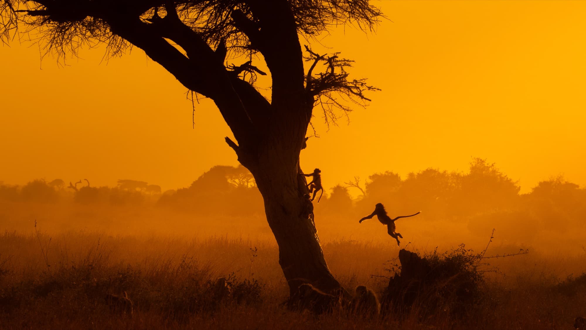 Baboons silhouetted at golden hour — one climbing an acacia trunk, one caught mid-leap suspended in the amber sky.