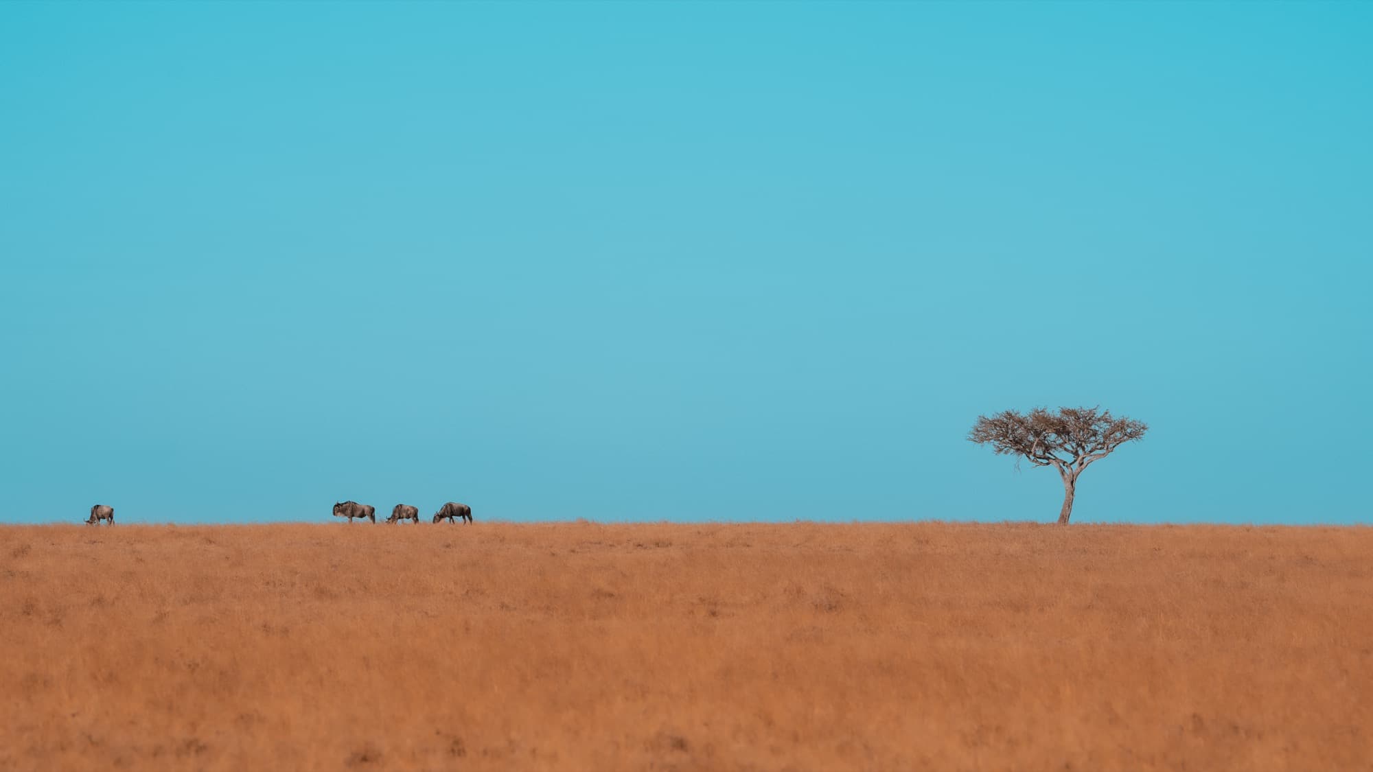 Four wildebeest silhouetted on a distant horizon with a single acacia tree, the sky split between deep orange below and pale blue above.