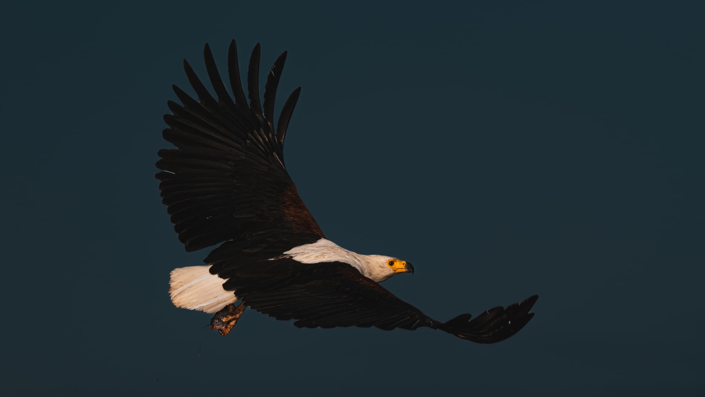 African Fish Eagle in flight against dark sky, white head and chestnut body