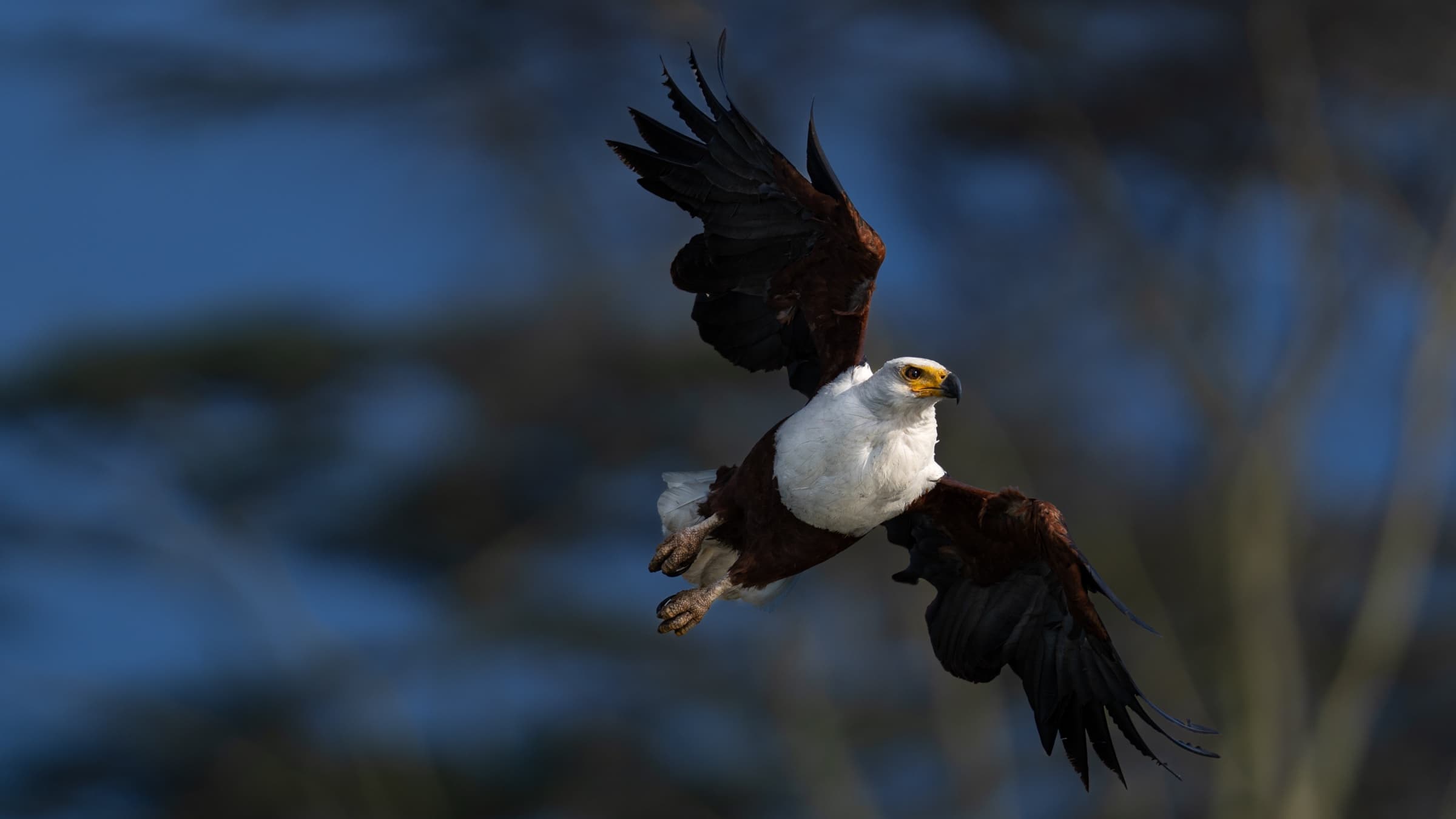 African Fish Eagle in full flight, wings spread wide against dark sky
