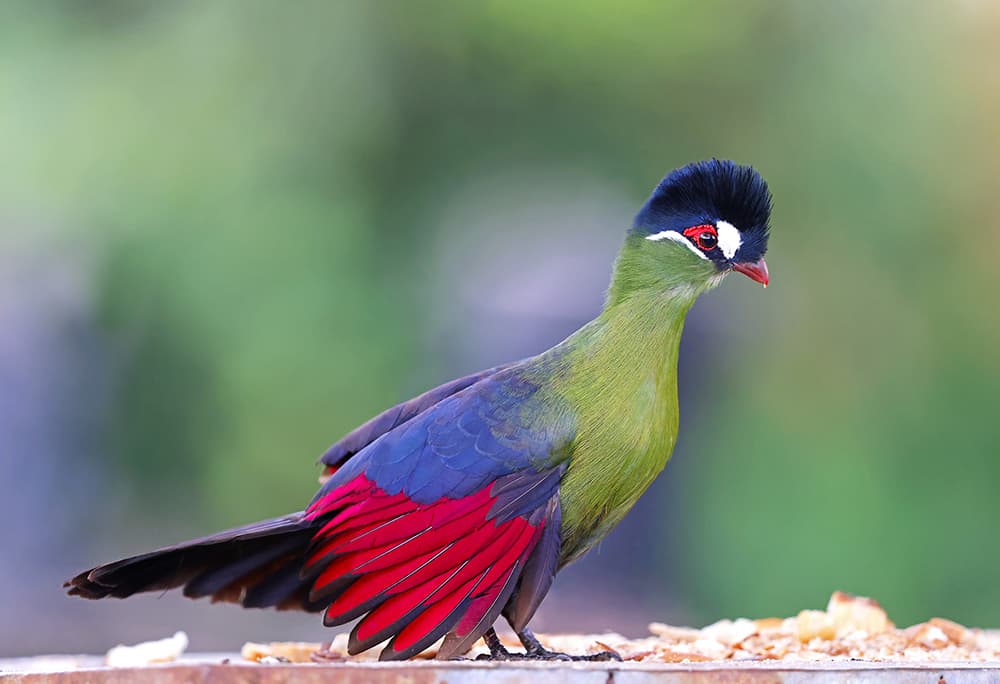 Hartlaub's Turaco showing vivid green plumage, dark cap and red primaries visible
