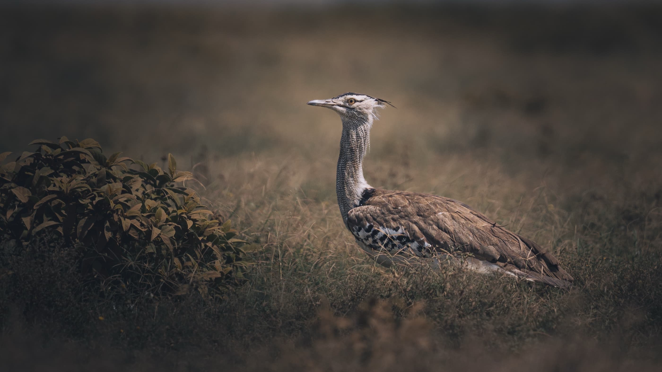Kori Bustard standing in short savannah grassland